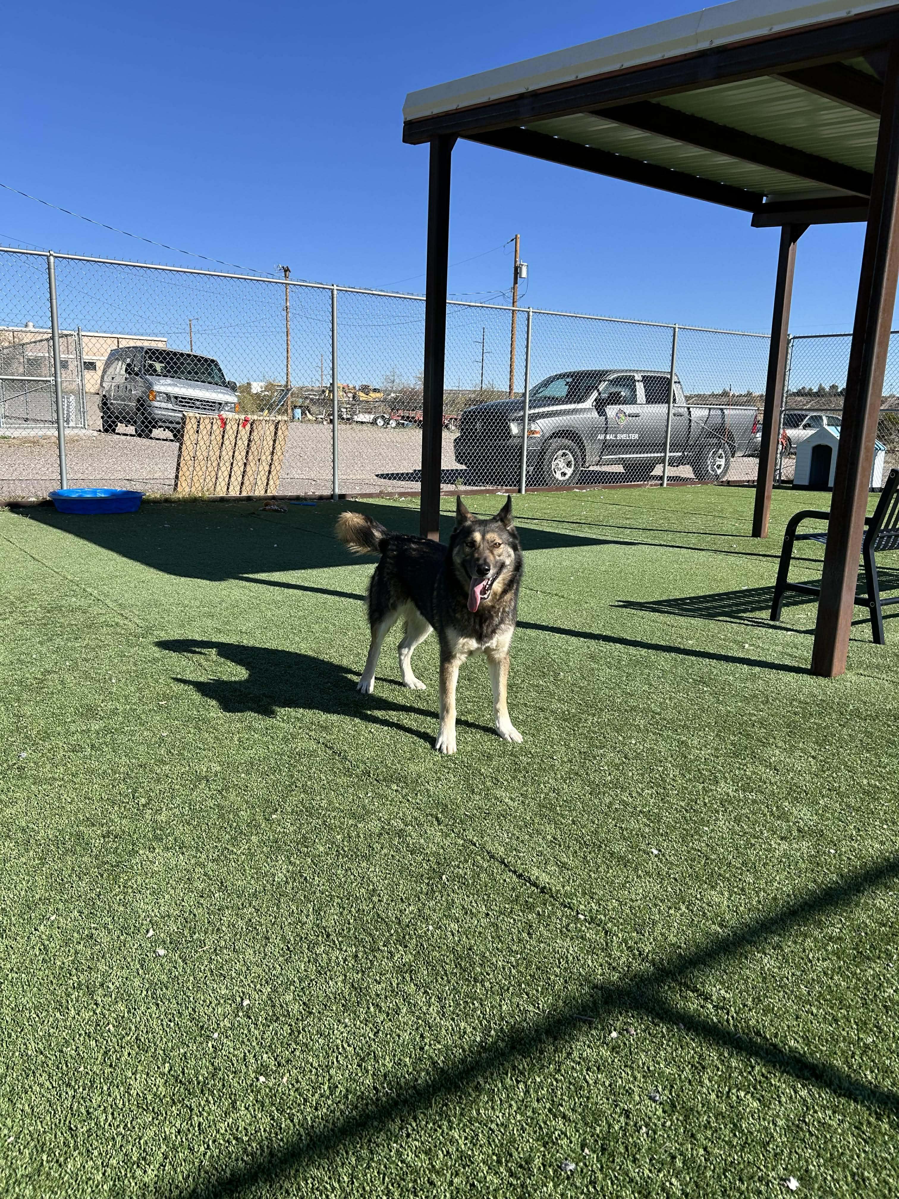 Balto, a ADOPTABLE mixed breed in Truth or Consequences , NM image 5/6