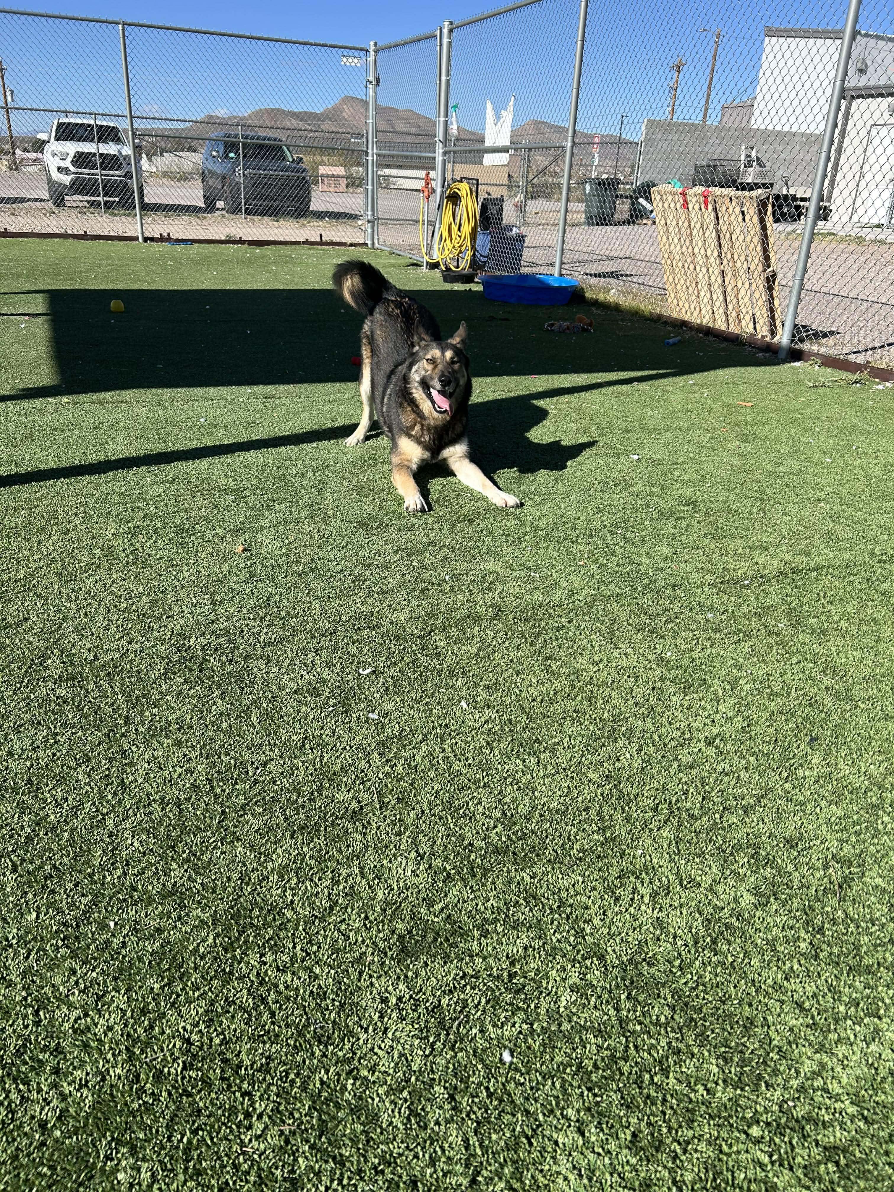 Balto, a ADOPTABLE mixed breed in Truth or Consequences , NM image 6/6
