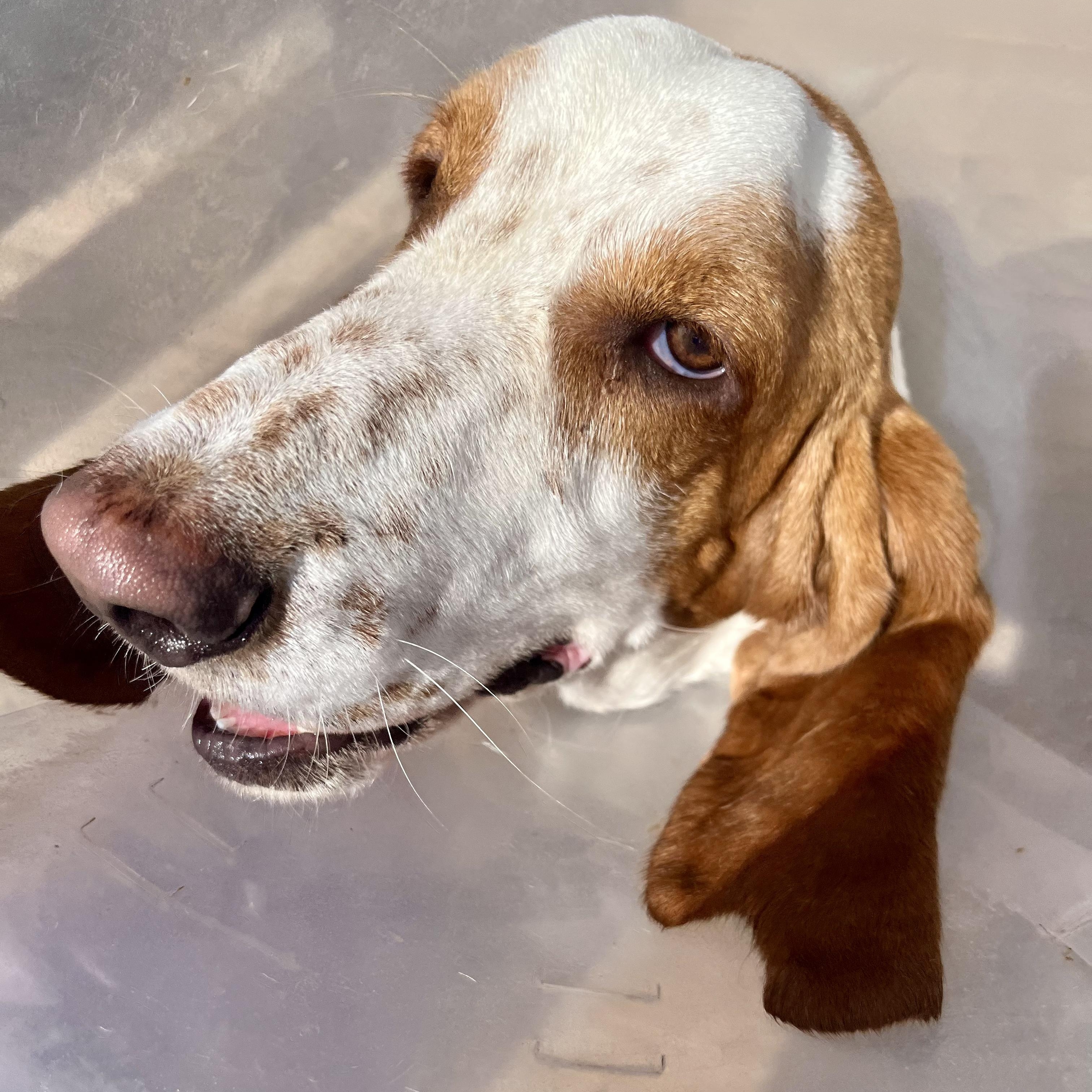 Enlarge Howard, a ADOPTABLE Basset Hound in Marfa, TX image 5/5