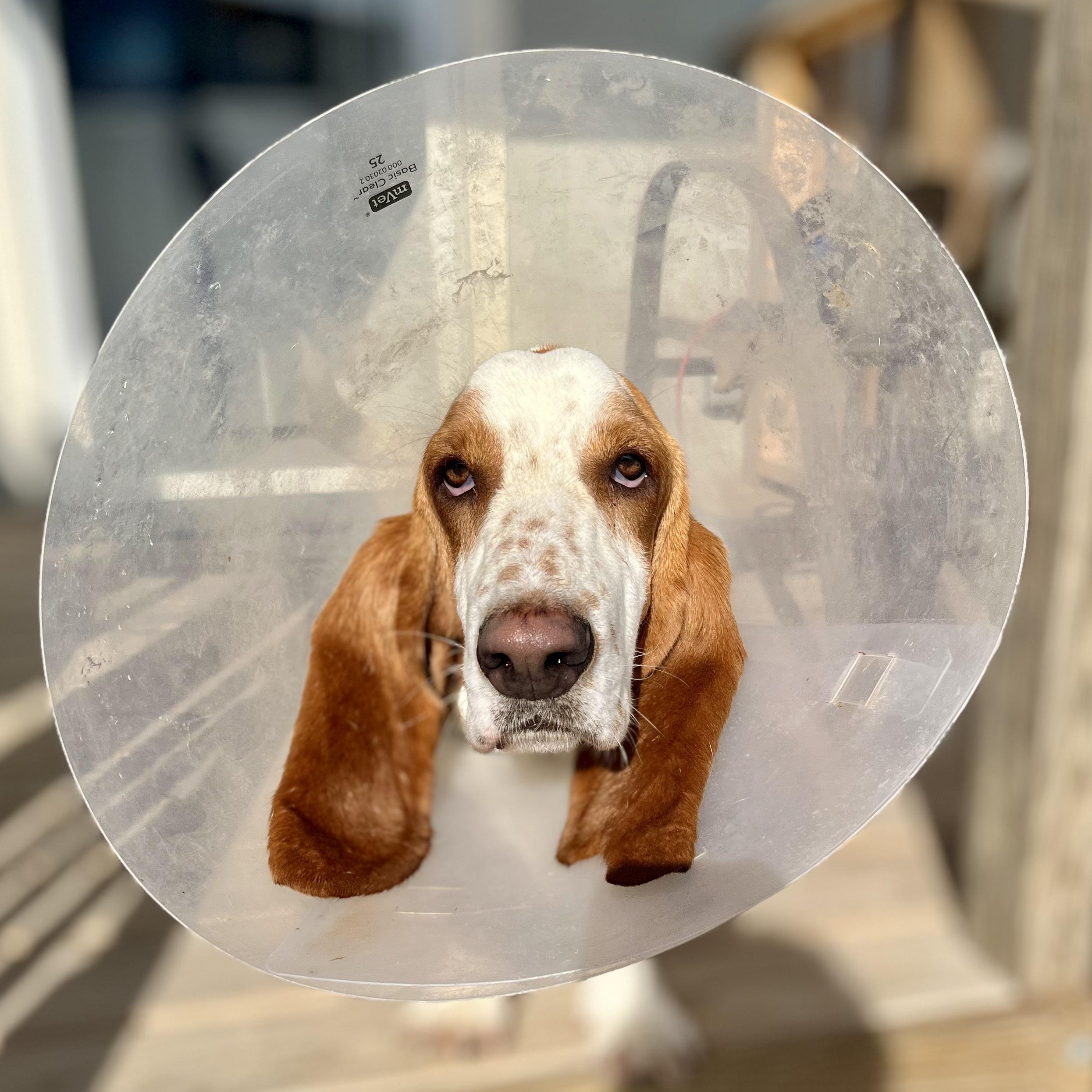 Enlarge Howard, a ADOPTABLE Basset Hound in Marfa, TX image 2/5