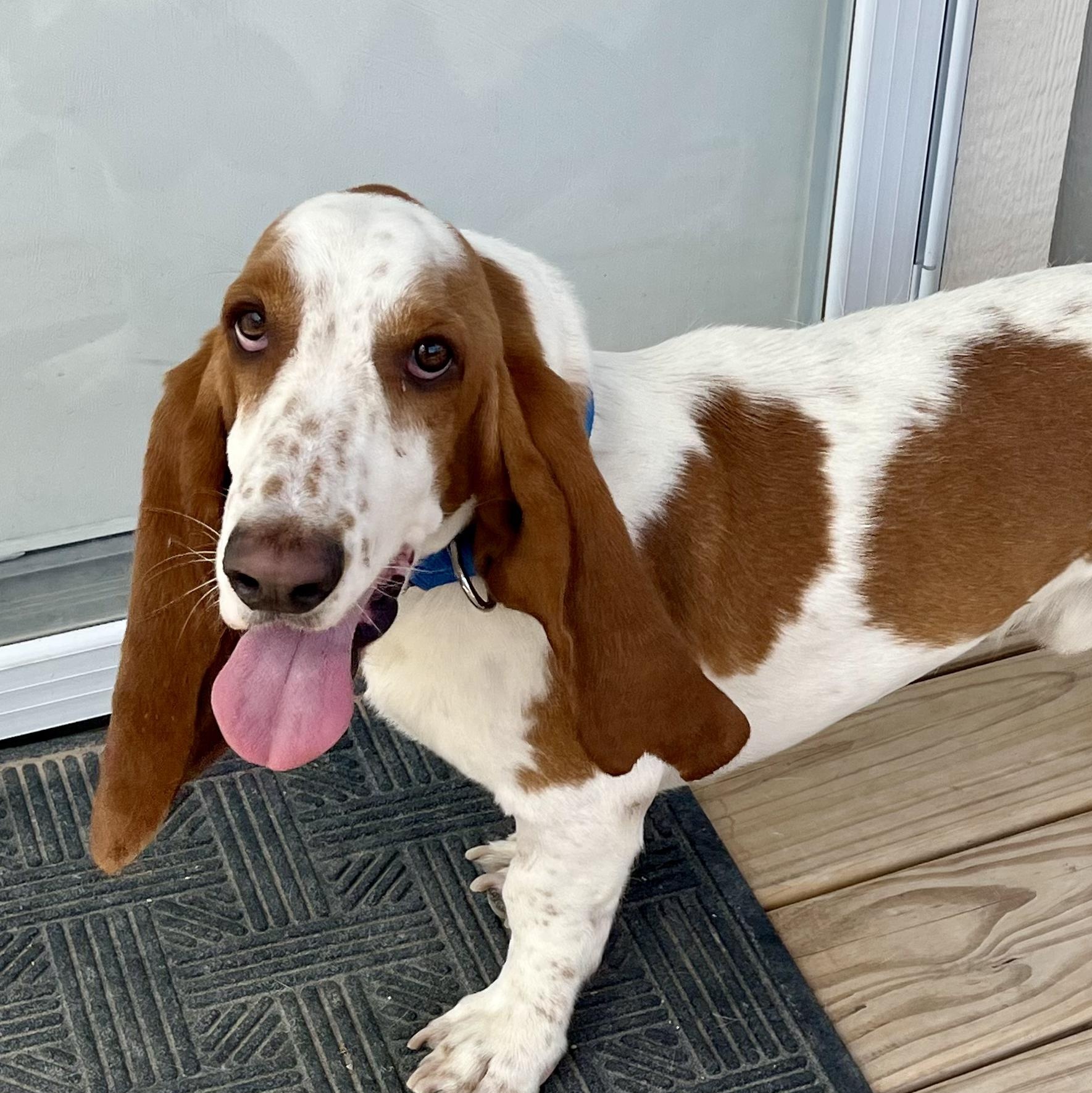 Enlarge Howard, a ADOPTABLE Basset Hound in Marfa, TX image 1/5