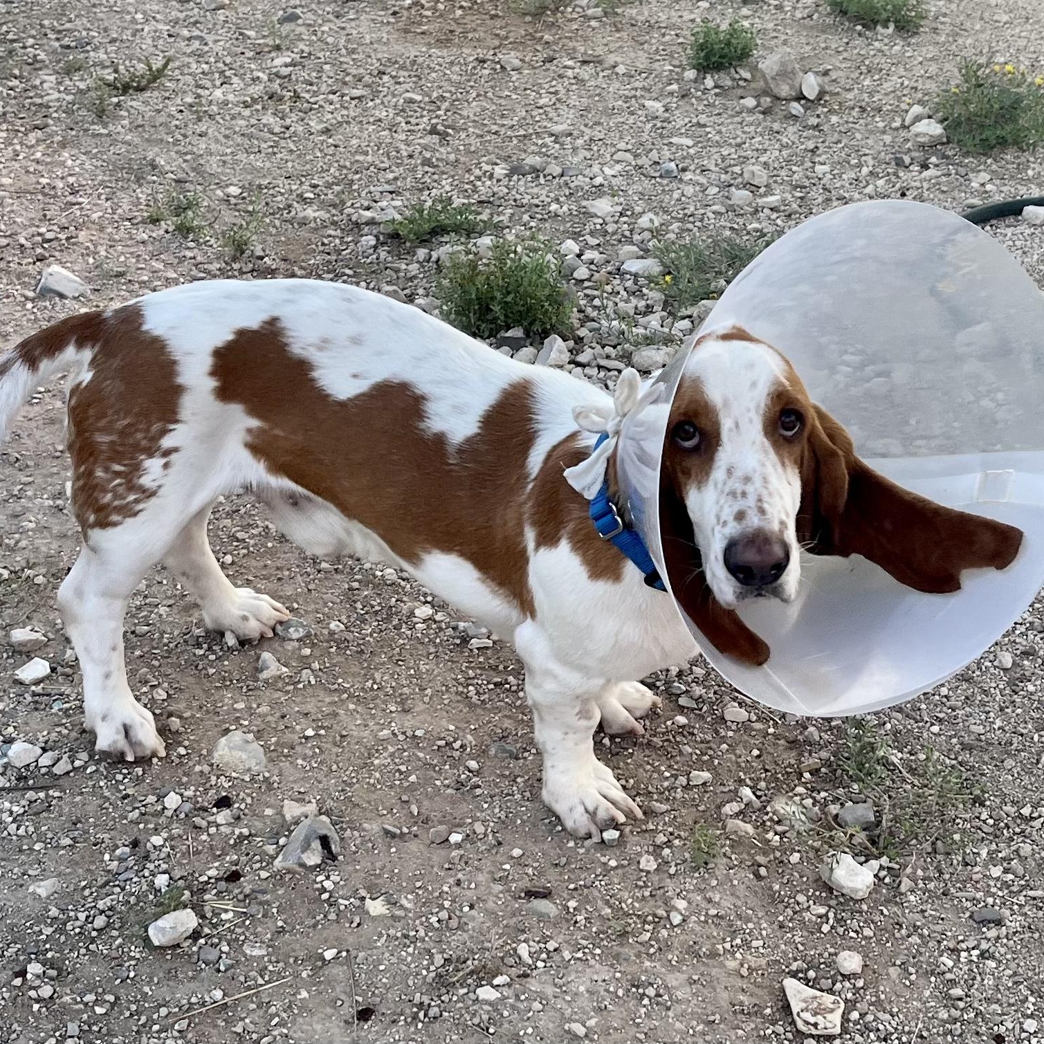 Enlarge Howard, a ADOPTABLE Basset Hound in Marfa, TX image 3/5