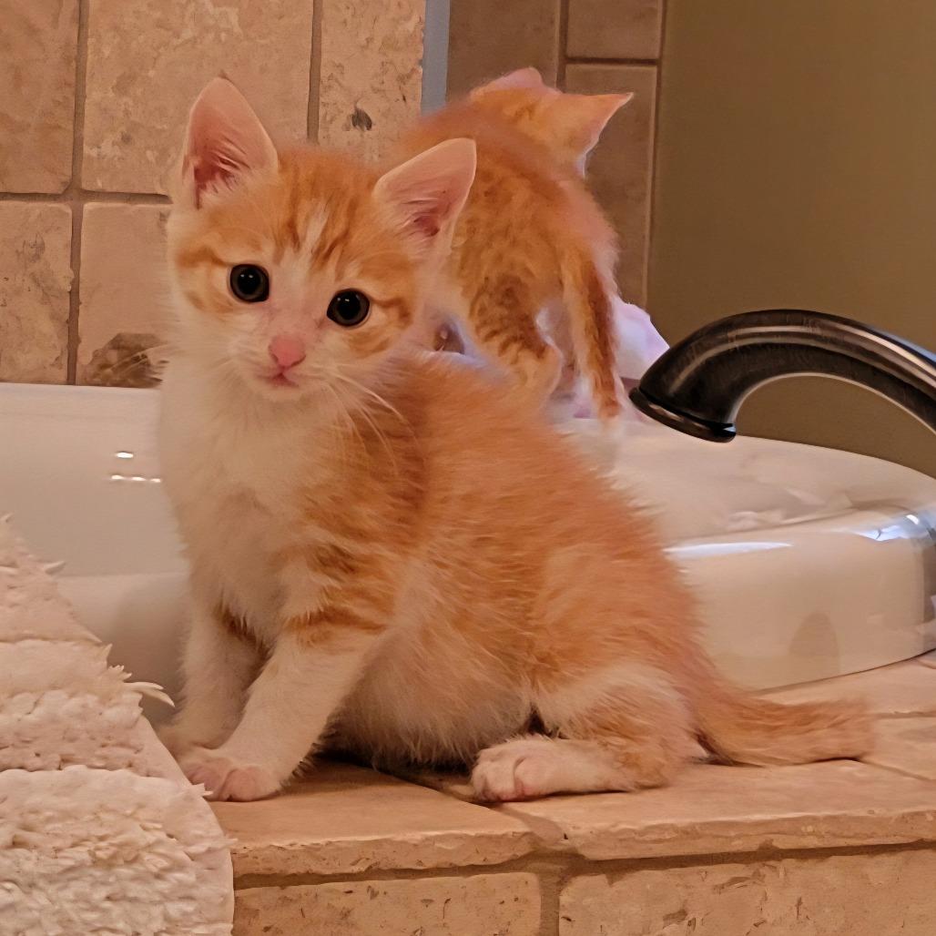 Marty, Adoptable, Kitten Male Domestic Short Hair.