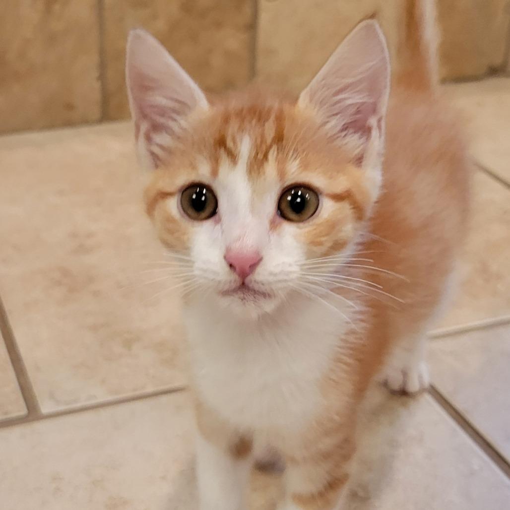 Enlarge Marty, a Adoptable Domestic Short Hair in HERNANDO, MS image 2/3
