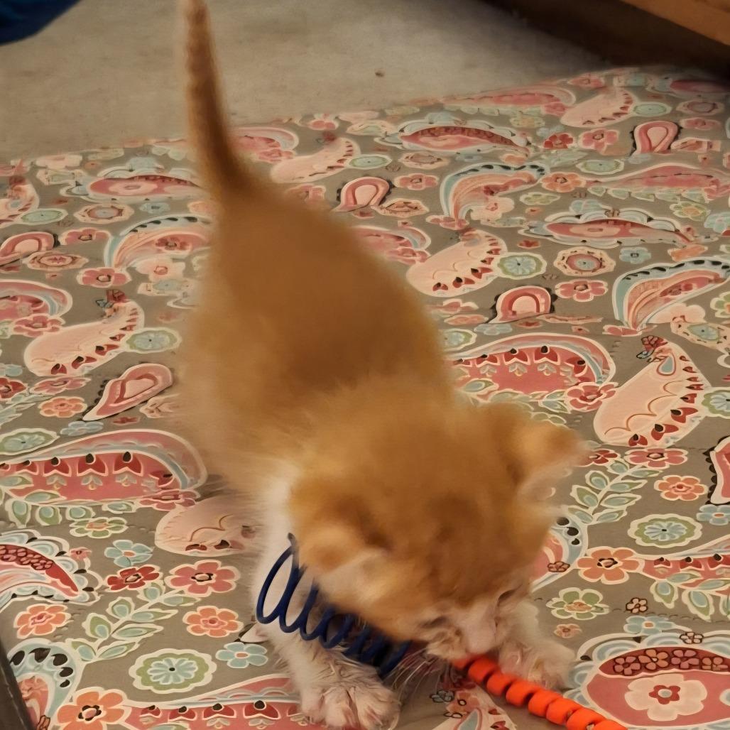 Enlarge Marty, a Adoptable Domestic Short Hair in HERNANDO, MS image 3/3