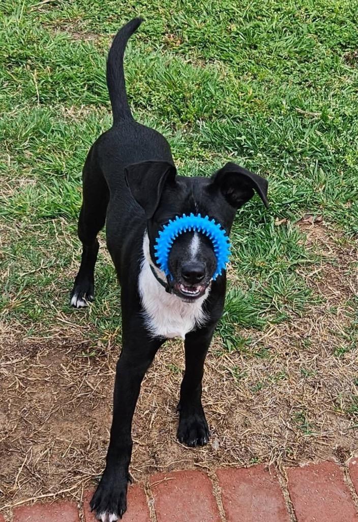 Ryatt aka Check, Adoptable, Young Male Catahoula Leopard Dog & Chihuahua.