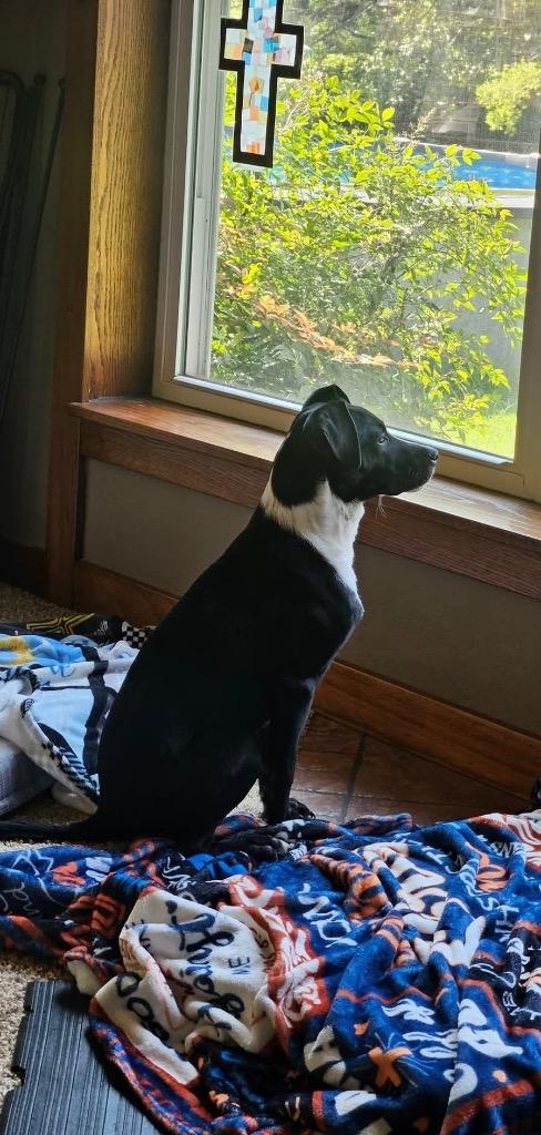 Ryatt aka Check, a Adoptable mixed breed in Mustang, OK image 2/3