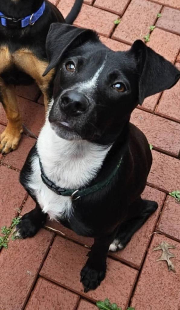 Ryatt aka Check, a Adoptable mixed breed in Mustang, OK image 3/3