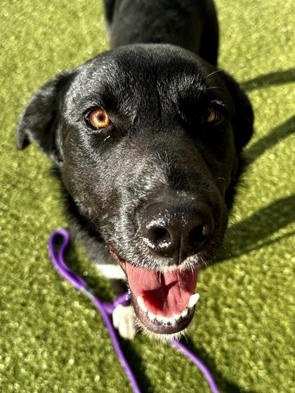 Natty, Adoptable, Young Male Mixed Breed & Mixed Breed.