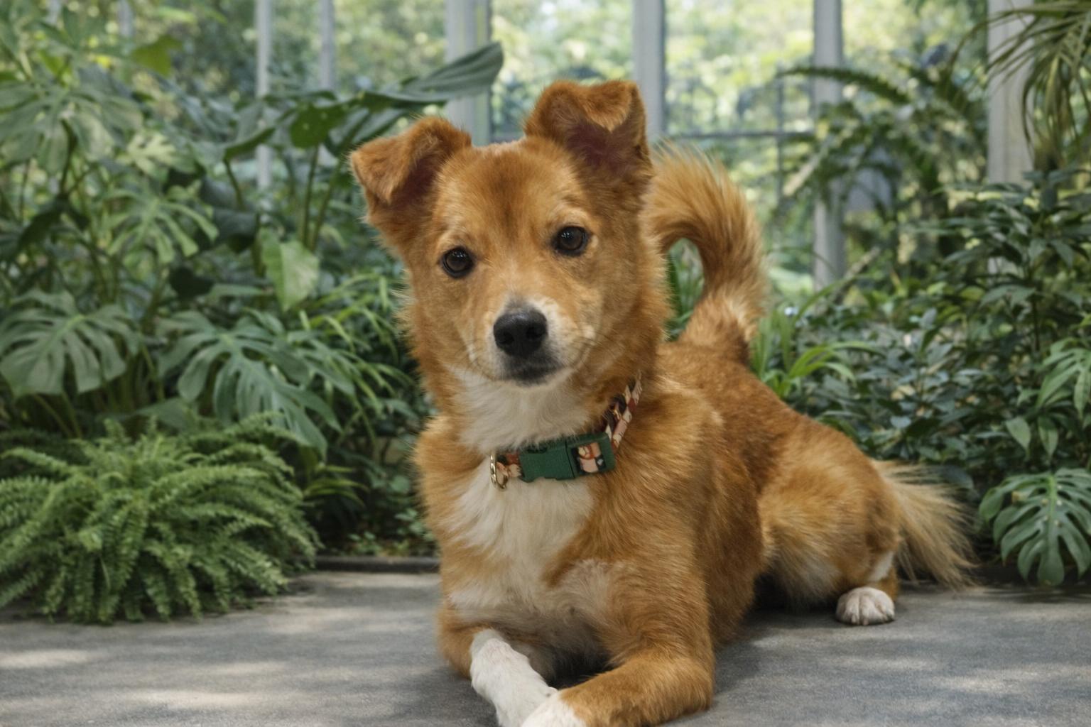 Enlarge Roscoe (he's perfect - good w/ dogs & cats), a ADOPTABLE mixed breed in Shelton, CT image 1/6