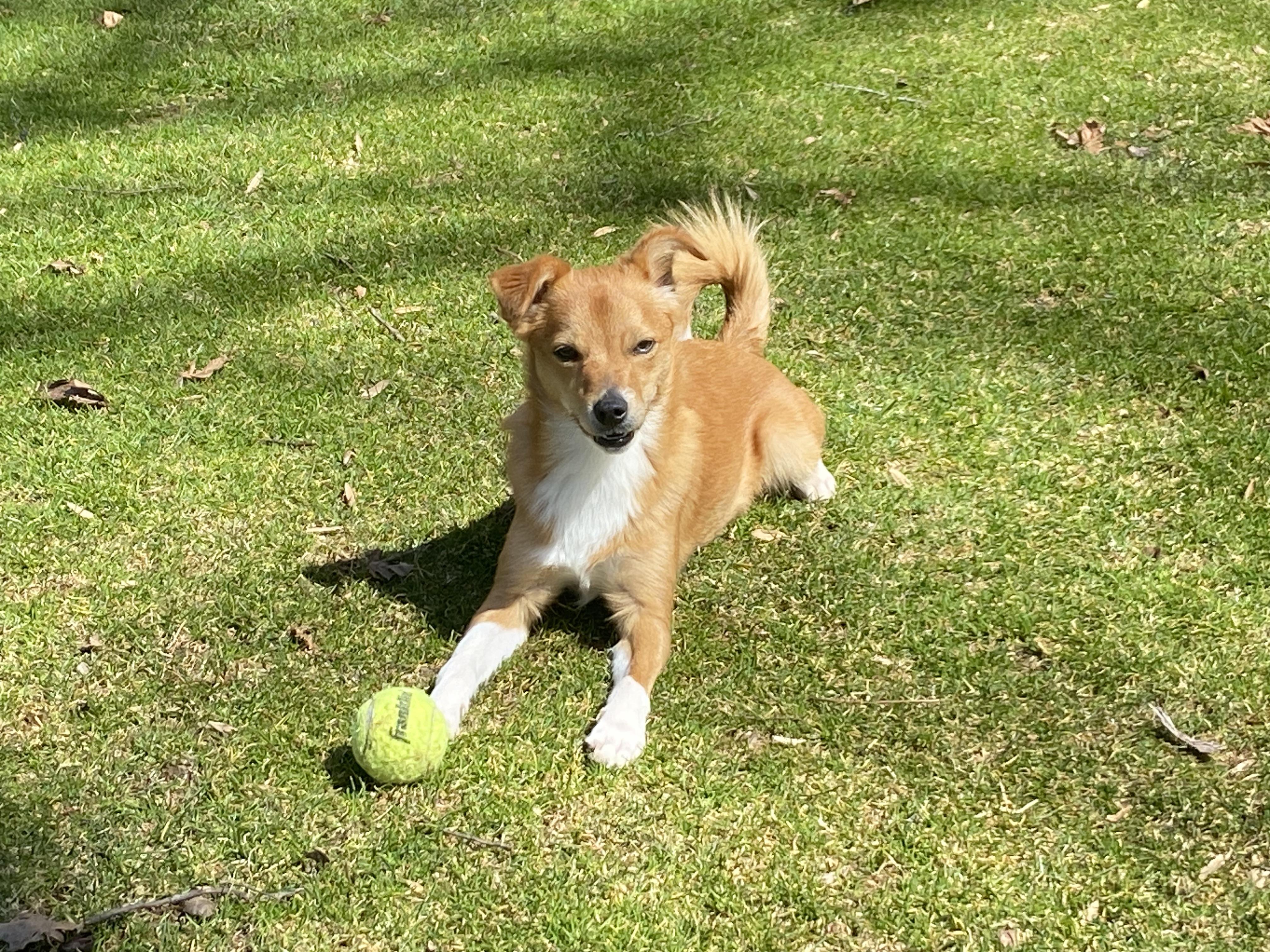 Enlarge Roscoe (he's perfect - good w/ dogs & cats), a ADOPTABLE mixed breed in Shelton, CT image 2/6