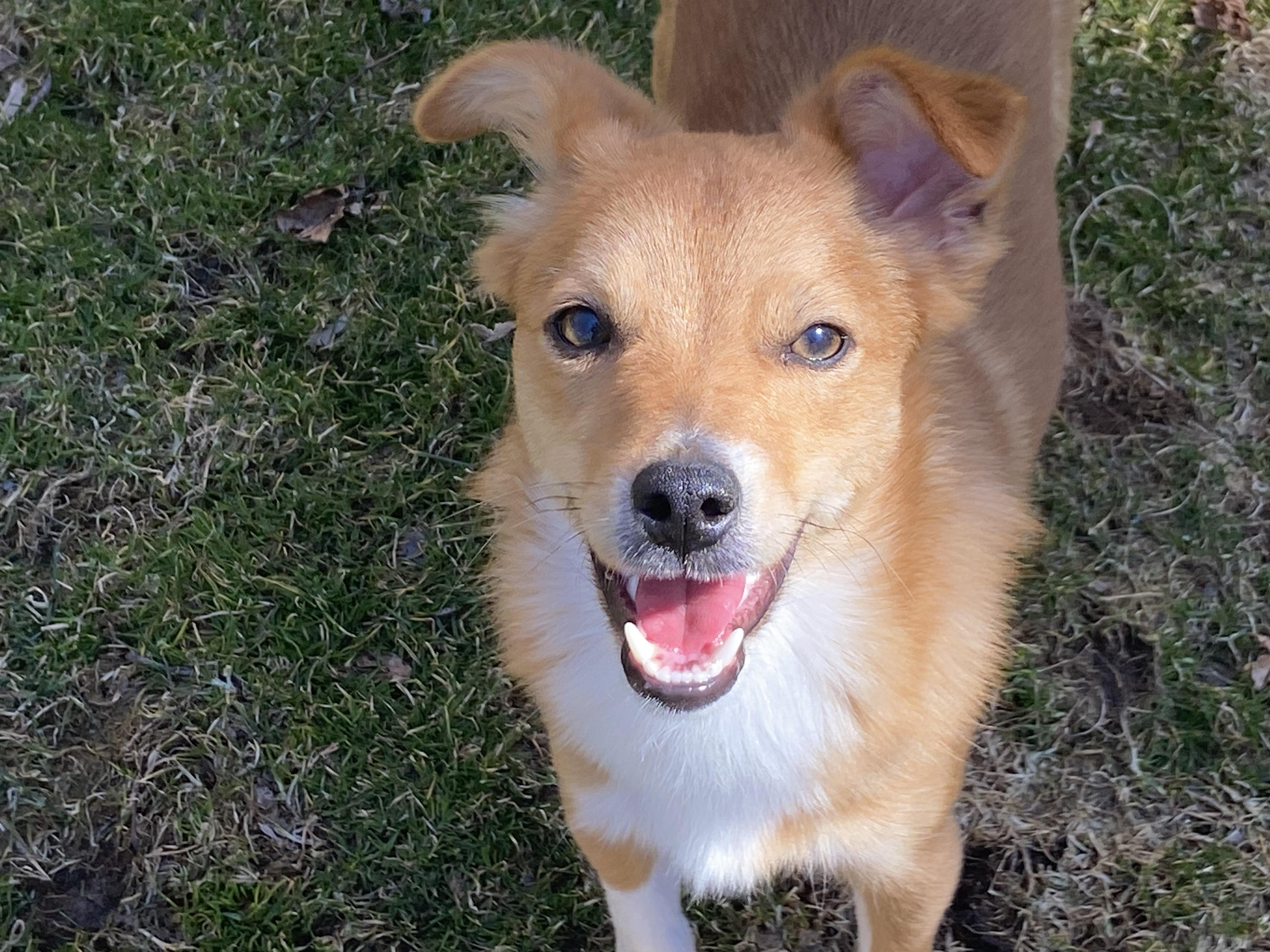 Enlarge Roscoe (he's perfect - good w/ dogs & cats), a ADOPTABLE mixed breed in Shelton, CT image 1/6