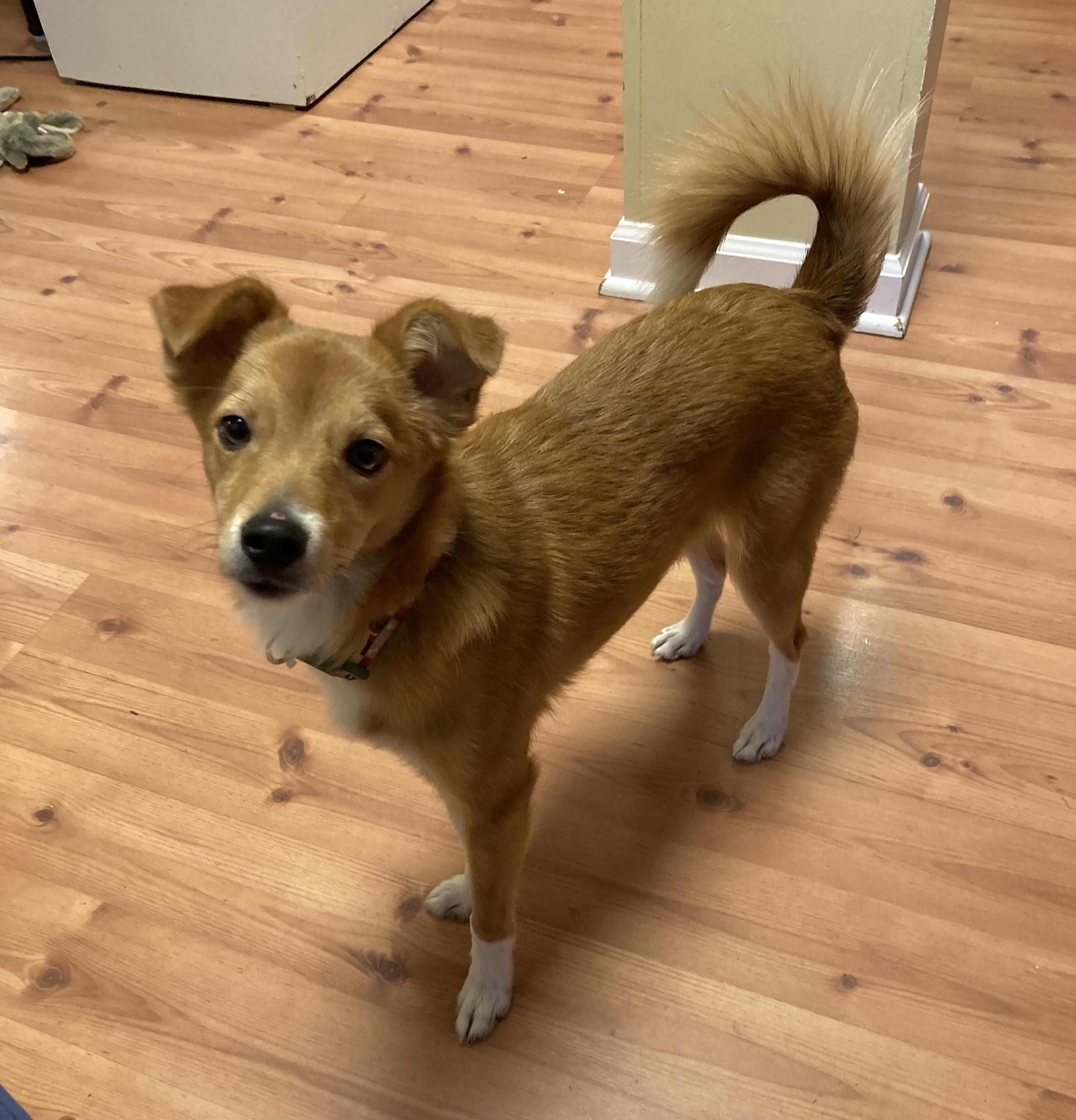 Enlarge Roscoe (he's perfect - good w/ dogs & cats), a ADOPTABLE mixed breed in Shelton, CT image 4/6