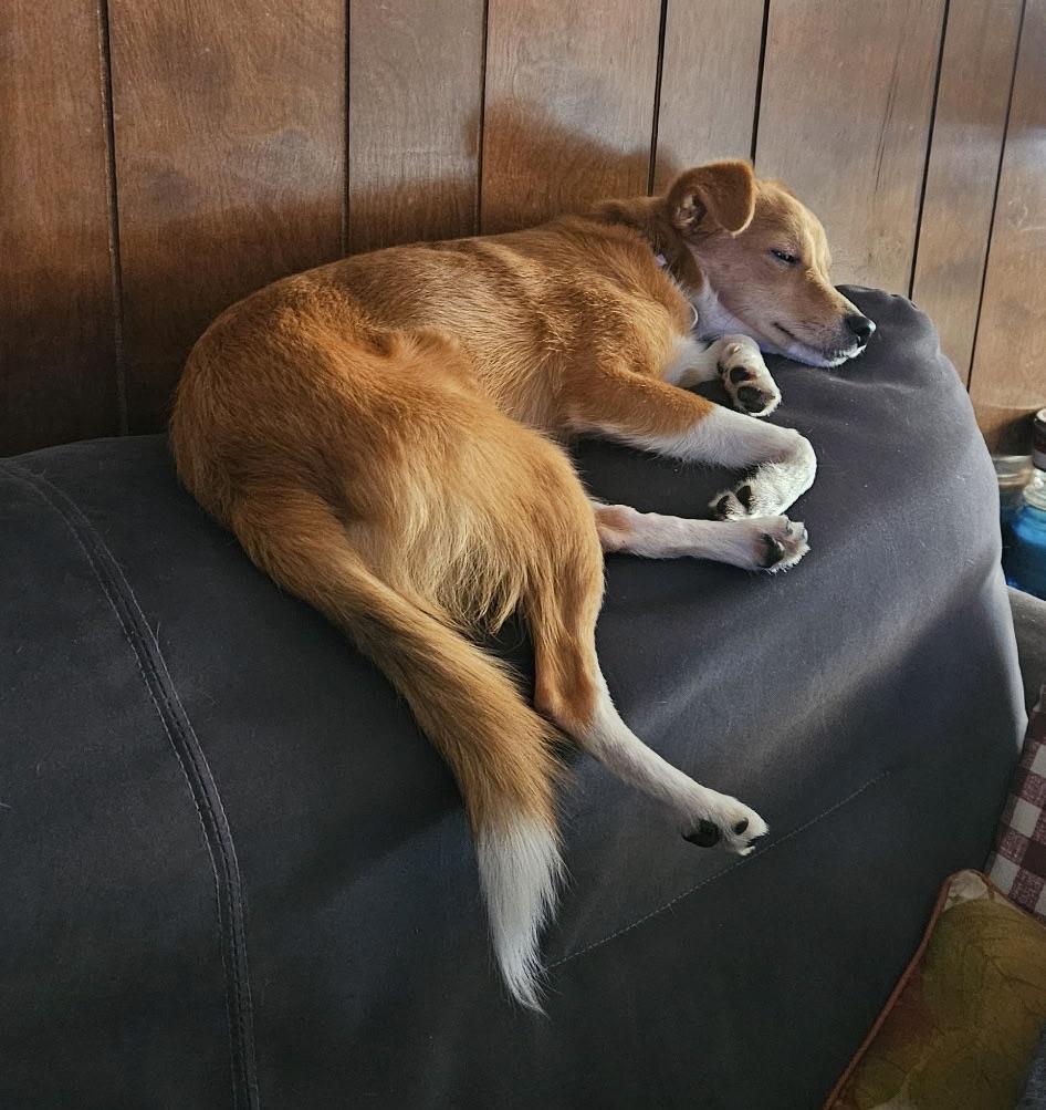 Enlarge Roscoe (he's perfect - good w/ dogs & cats), a ADOPTABLE mixed breed in Shelton, CT image 5/6