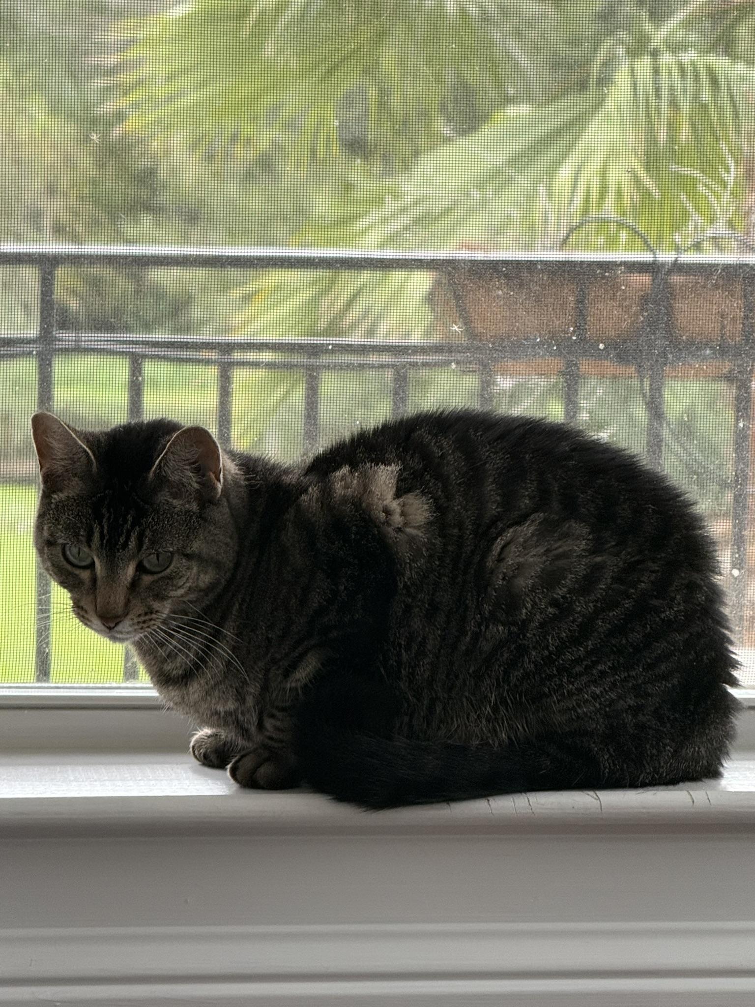 Enlarge Lily, a Adoptable Domestic Short Hair in Hammond, LA image 2/3
