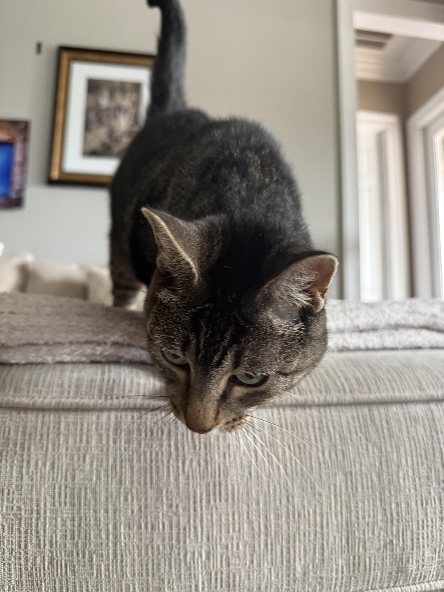 Enlarge Lily, a Adoptable Domestic Short Hair in Hammond, LA image 3/3