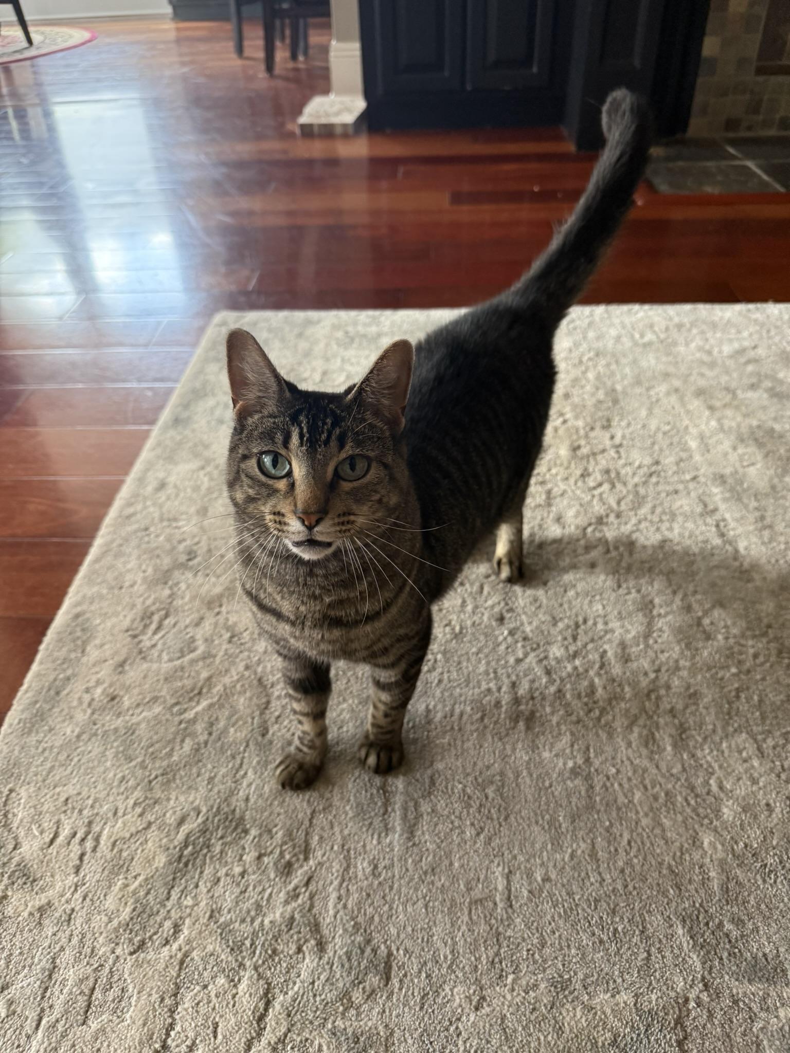Lily, Adoptable, Adult Female Domestic Short Hair.