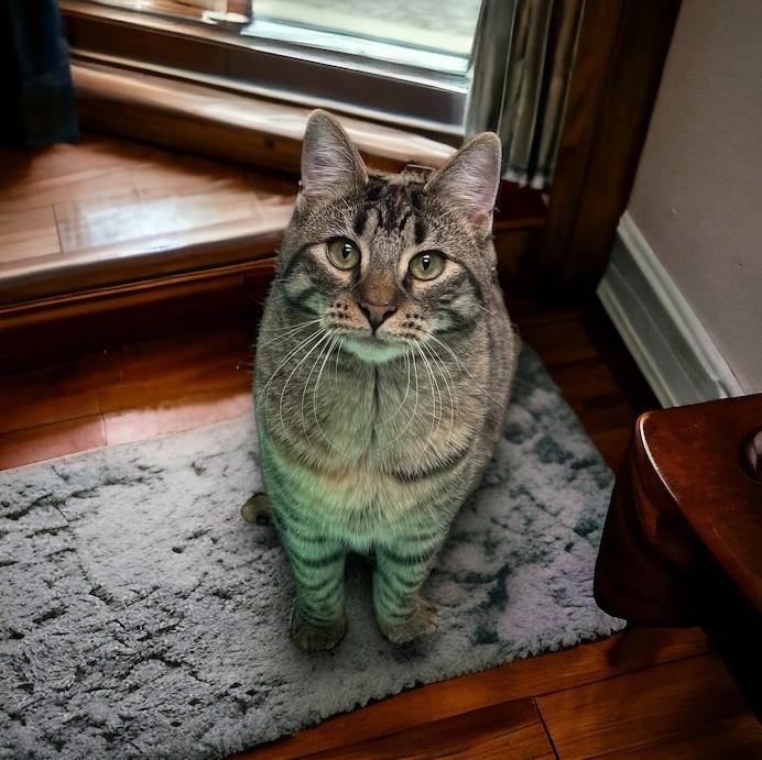 Enlarge Dame Country Club, a Adoptable mixed breed in Mount Laurel, NJ image 1/6