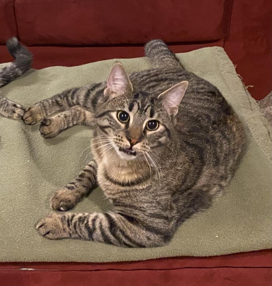 Enlarge Dame Country Club, a Adoptable mixed breed in Mount Laurel, NJ image 2/6