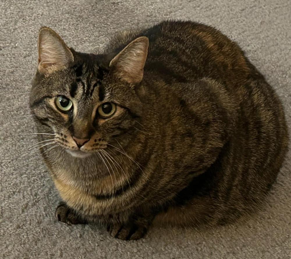 Enlarge Dame Country Club, a Adoptable mixed breed in Mount Laurel, NJ image 3/6