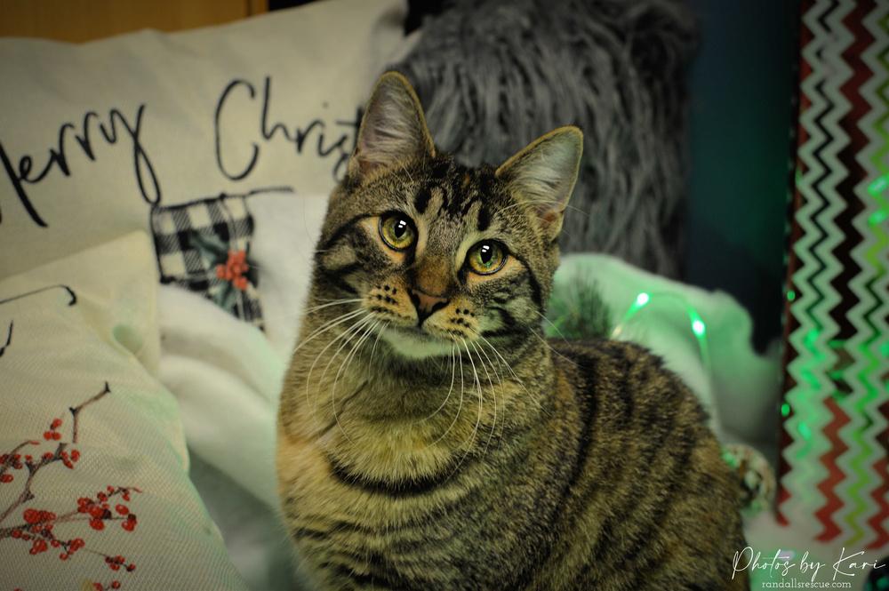 Enlarge Dame Country Club, a Adoptable mixed breed in Mount Laurel, NJ image 4/6