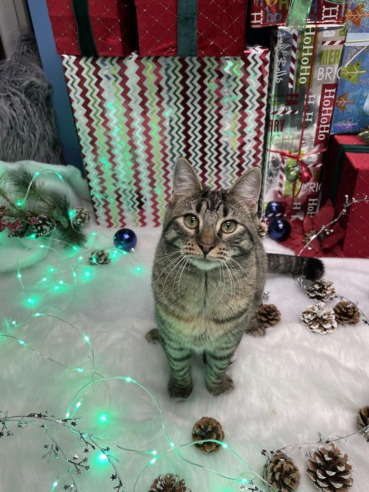 Enlarge Dame Country Club, a Adoptable mixed breed in Mount Laurel, NJ image 5/6