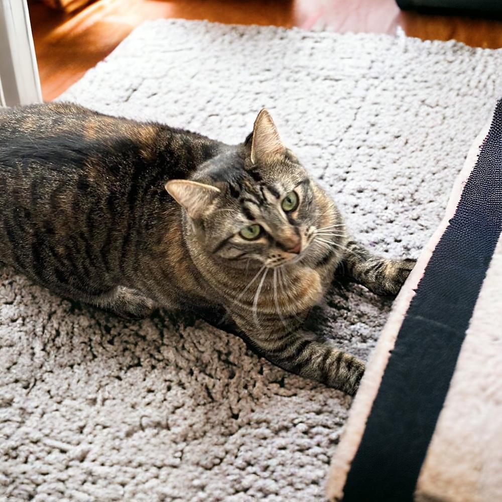 Enlarge Dame Country Club, a Adoptable mixed breed in Mount Laurel, NJ image 6/6