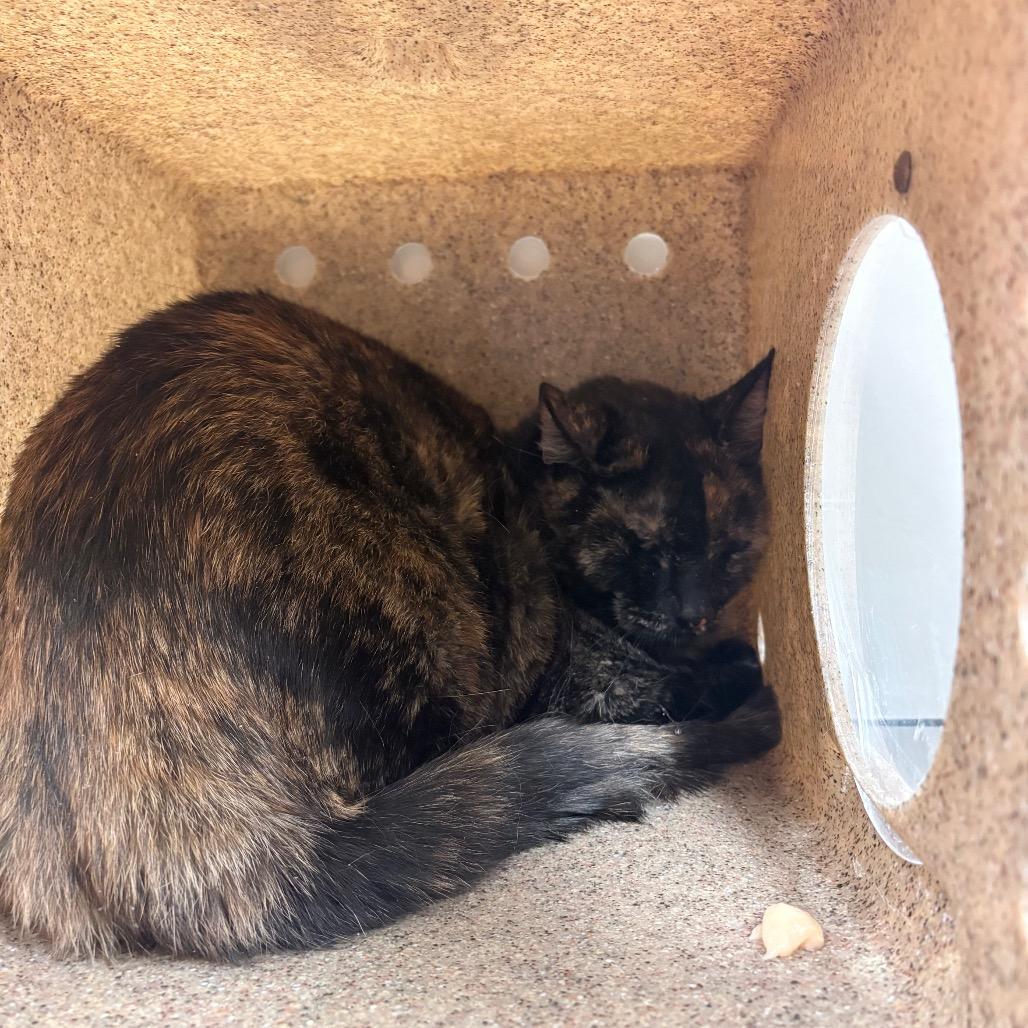 Ginny, Adoptable, Adult Female Domestic Short Hair.