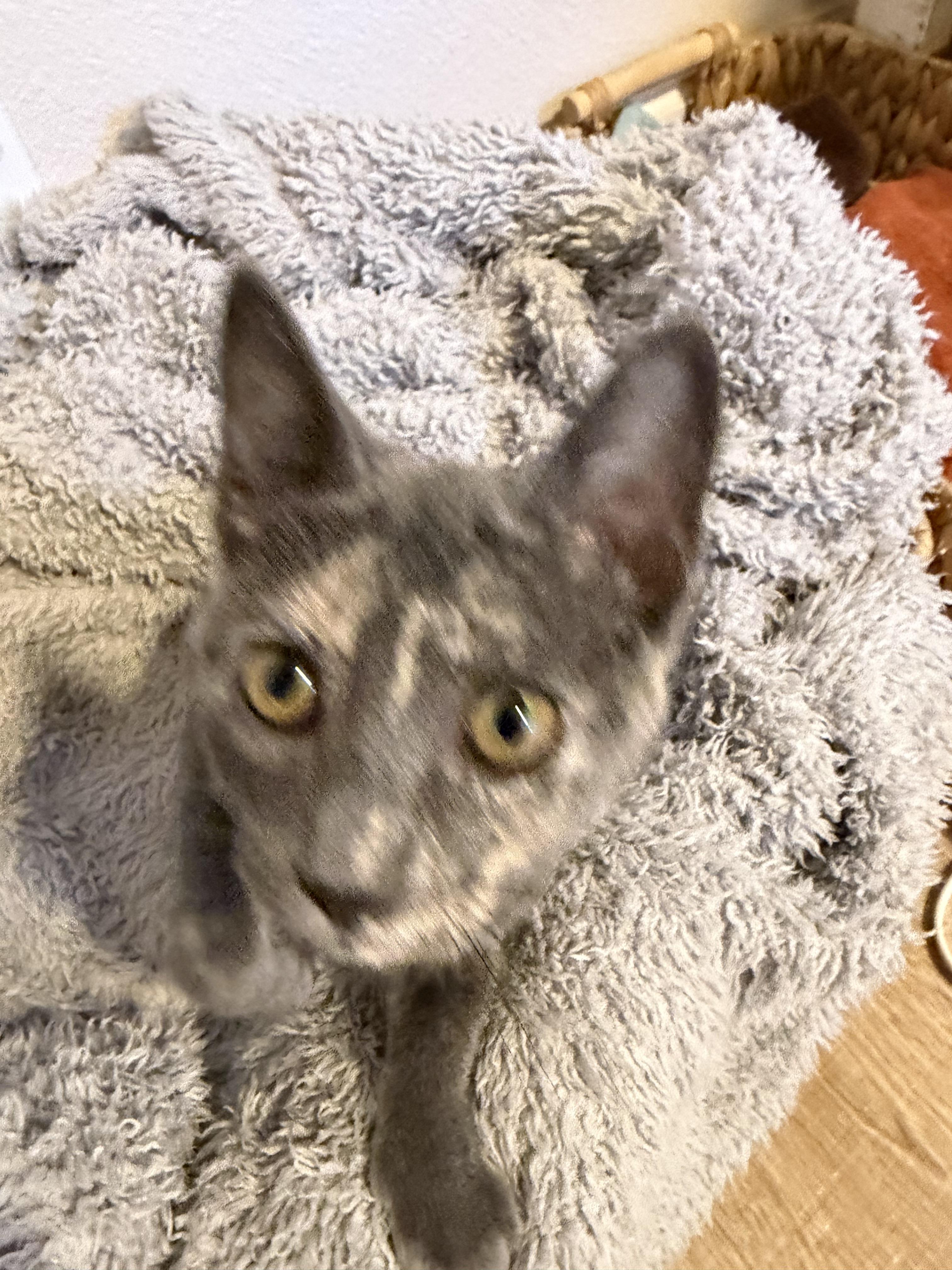 Jewel, Adoptable, Young Female Domestic Short Hair.