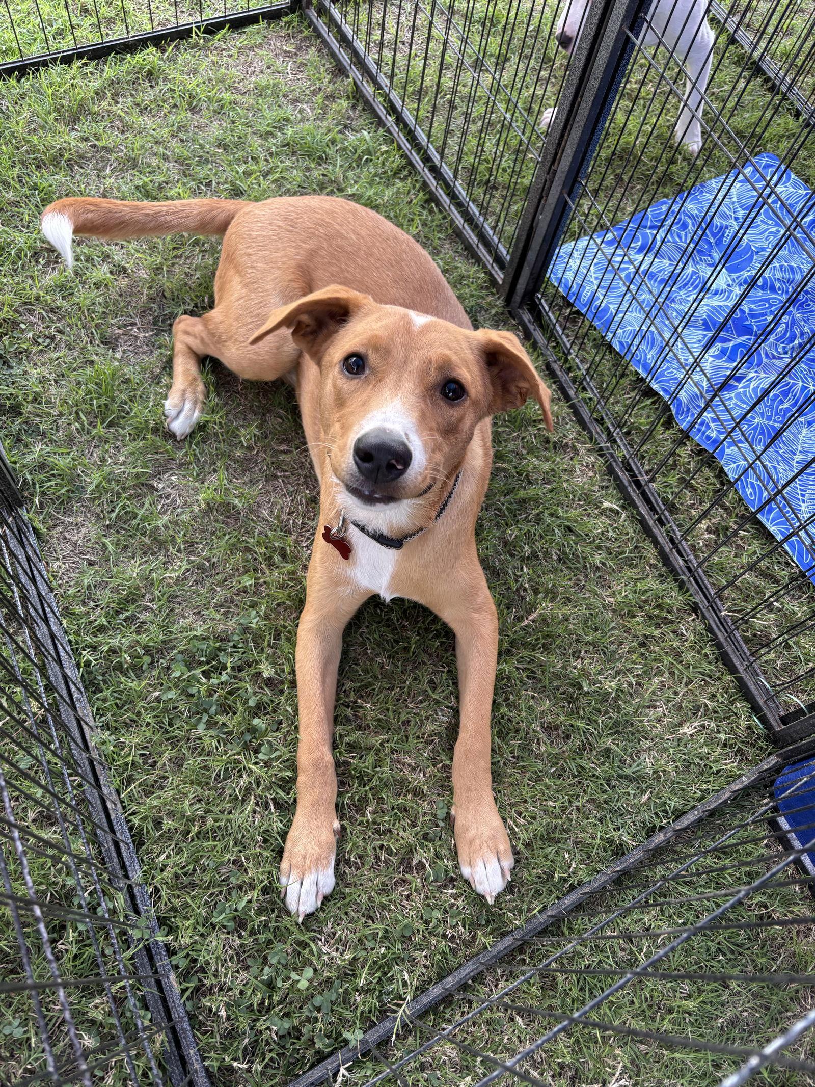 Enlarge CALEB, a Adopted mixed breed in Tarrytown, NY image 2/3