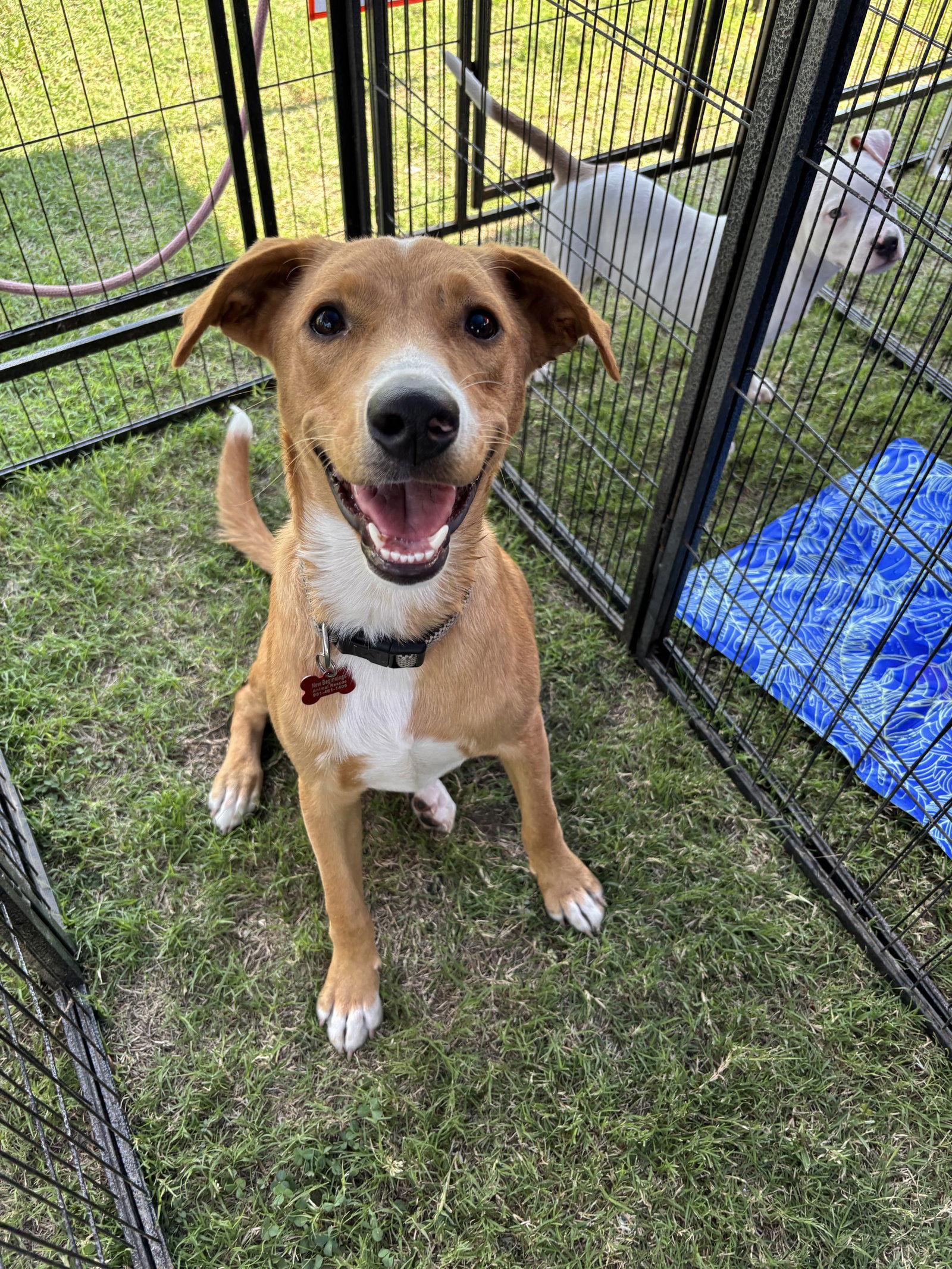 Enlarge CALEB, a Adopted mixed breed in Tarrytown, NY image 1/3