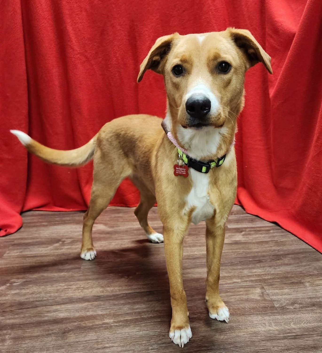 Enlarge CALEB, a Adopted mixed breed in Tarrytown, NY image 3/3