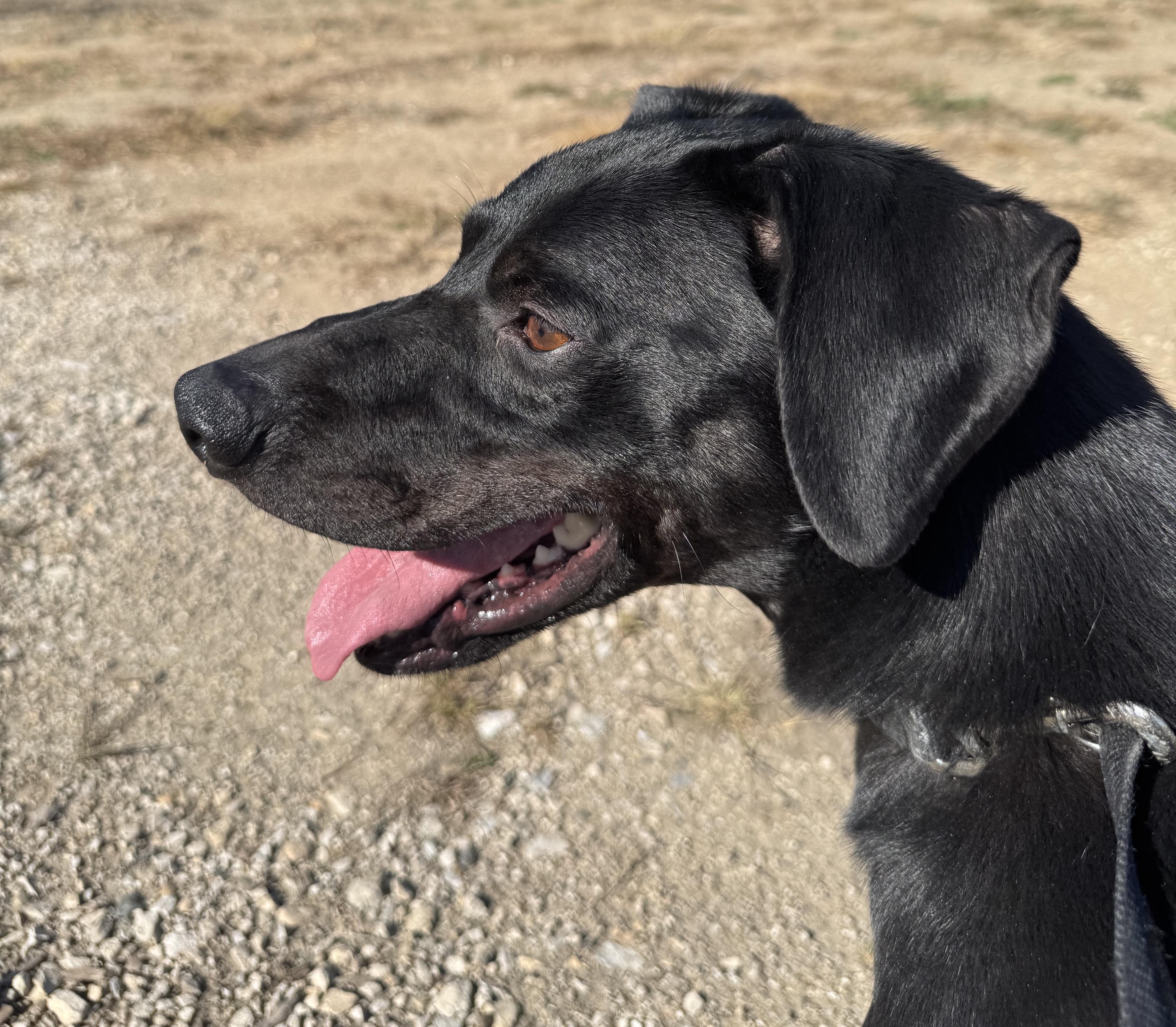 ZORRO Z - JJ (ALGONA IOWA)