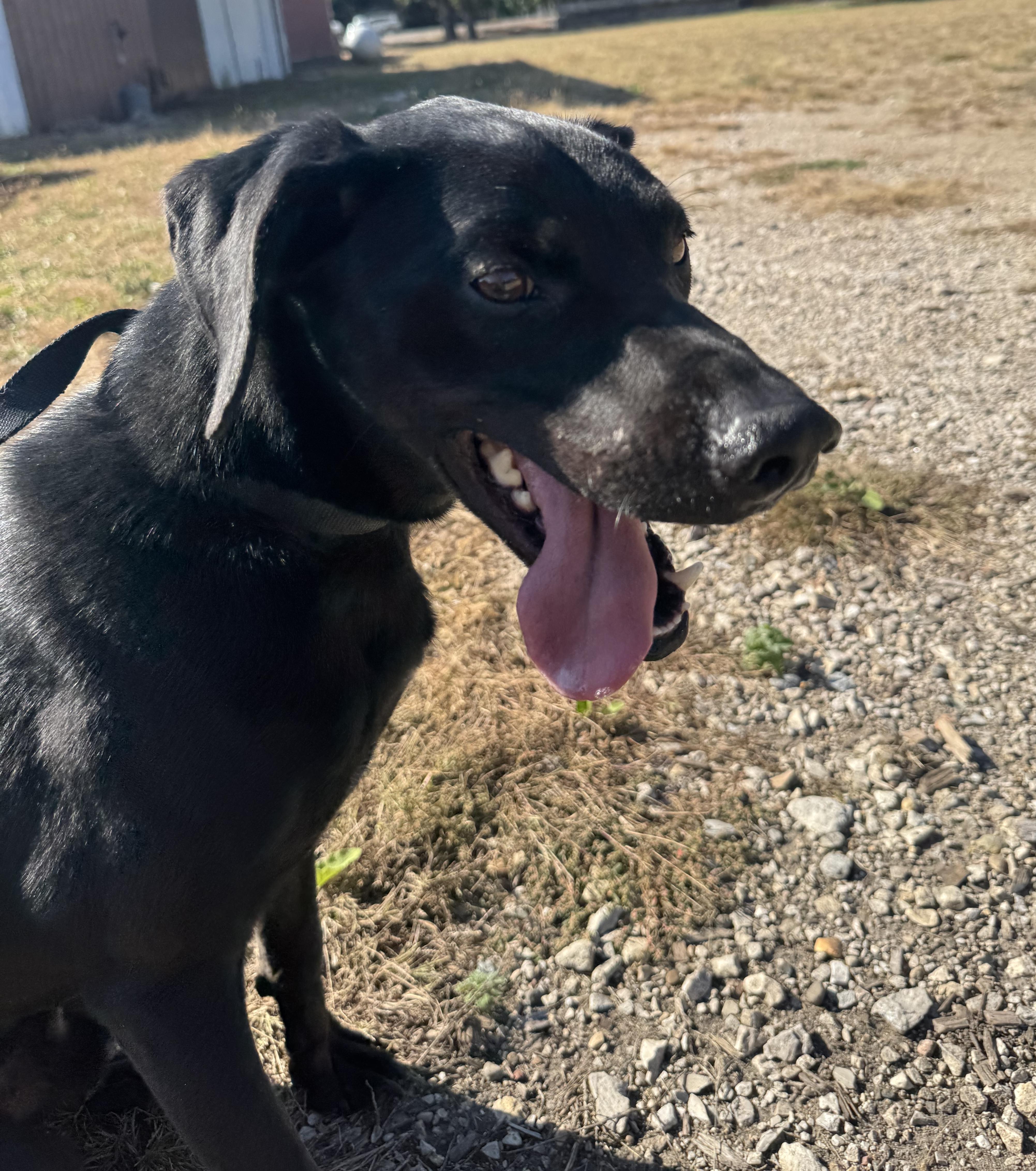 ZORRO Z - JJ (ALGONA IOWA), a Adoptable Catahoula Leopard Dog in ALGONA, IA image 2/3