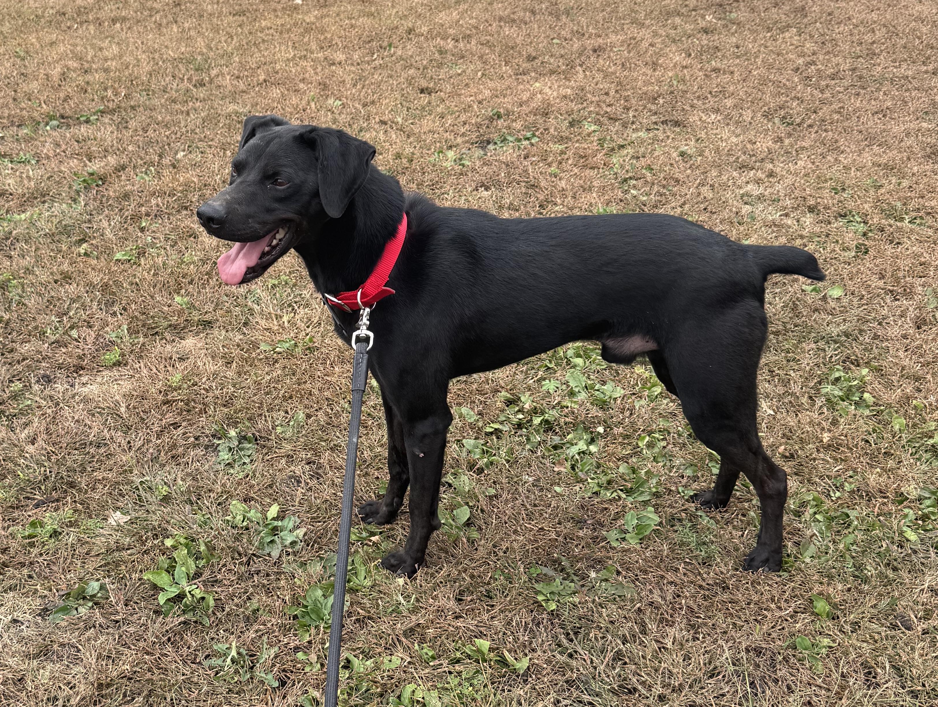 ZORRO Z - JJ (ALGONA IOWA), Adoptable, Adult Male Catahoula Leopard Dog.