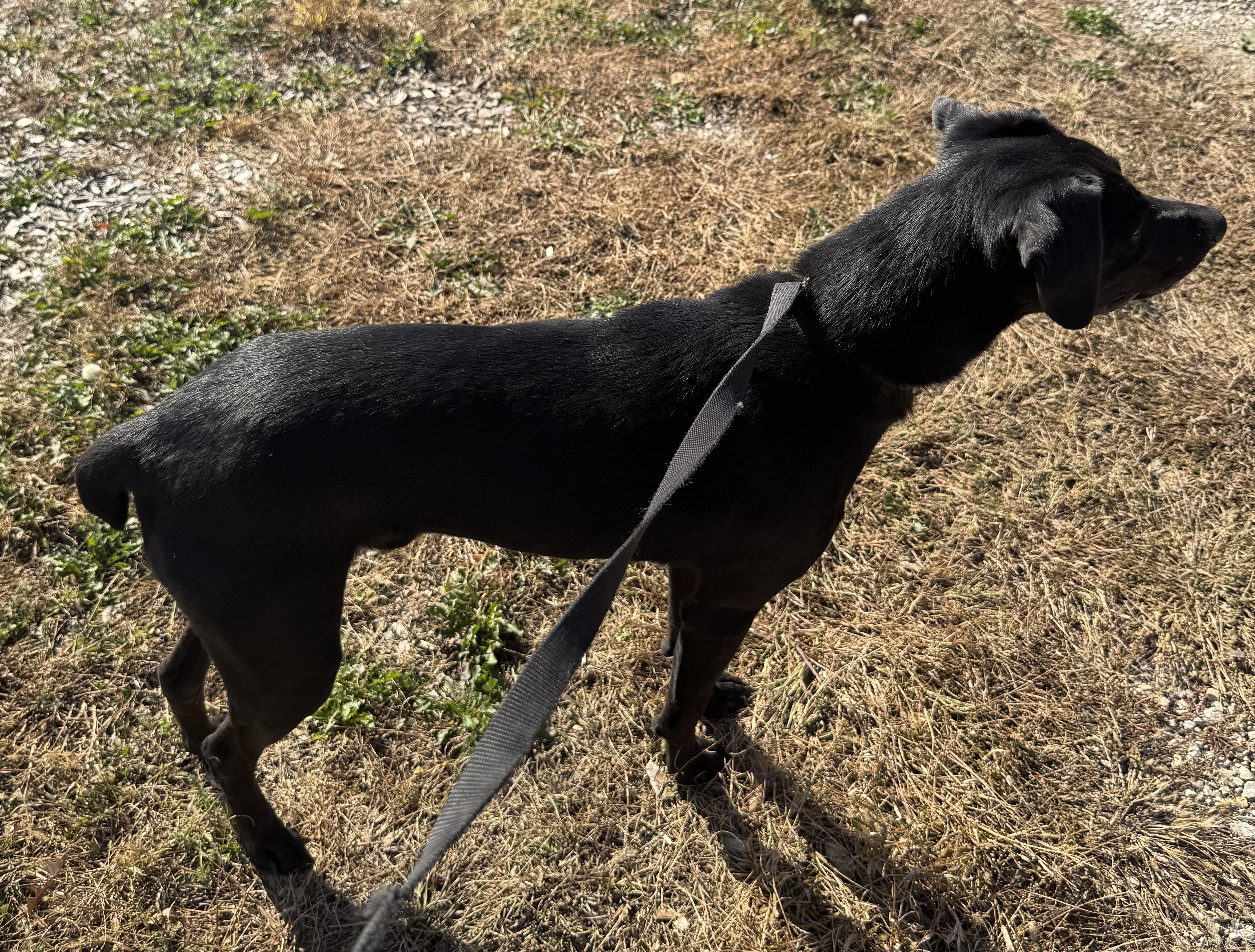ZORRO Z - JJ (ALGONA IOWA), a Adoptable Catahoula Leopard Dog in ALGONA, IA image 3/3