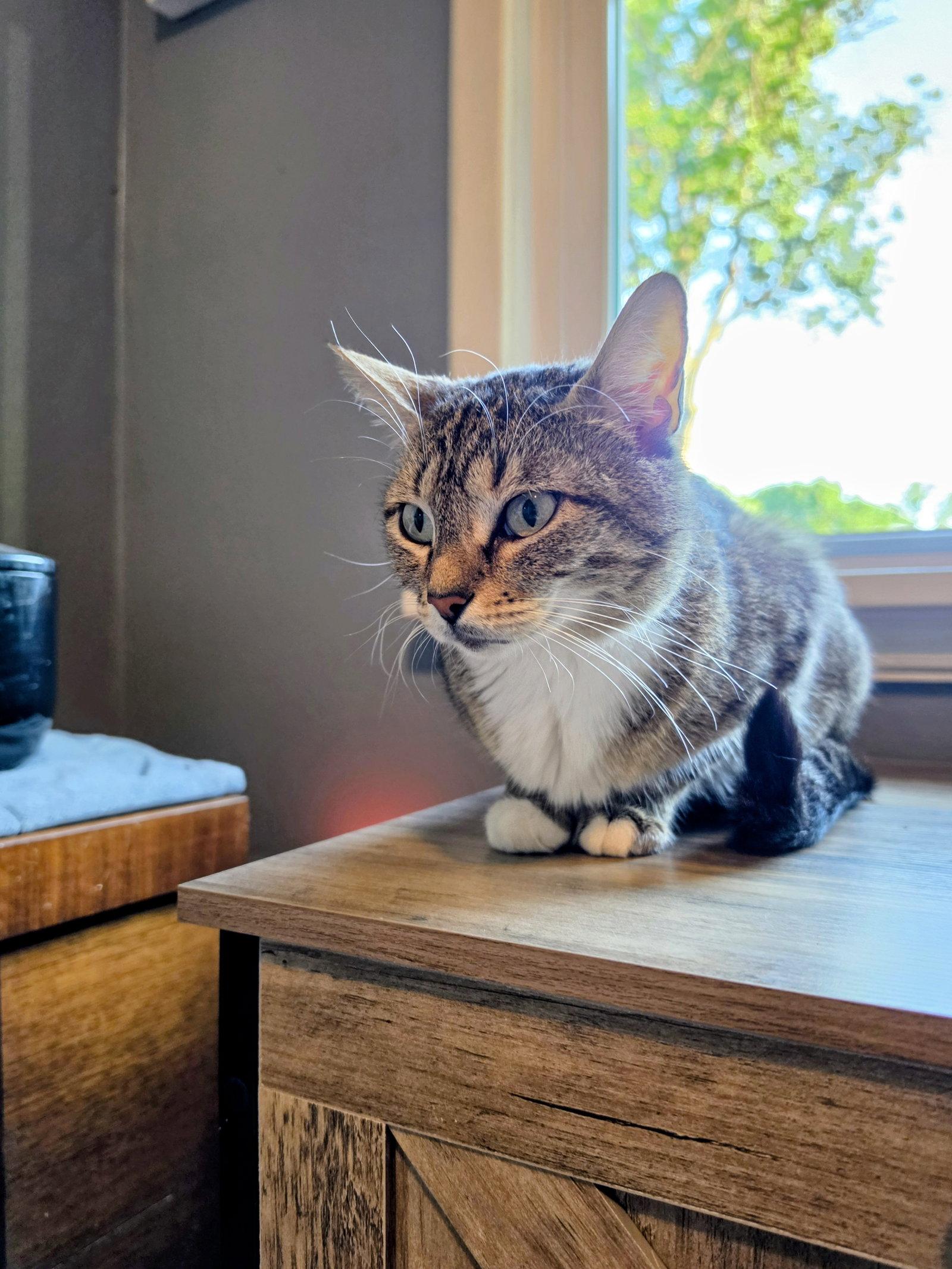 Enlarge Frannie, a Adoptable Domestic Short Hair in Lake Saint Louis, MO image 1/3
