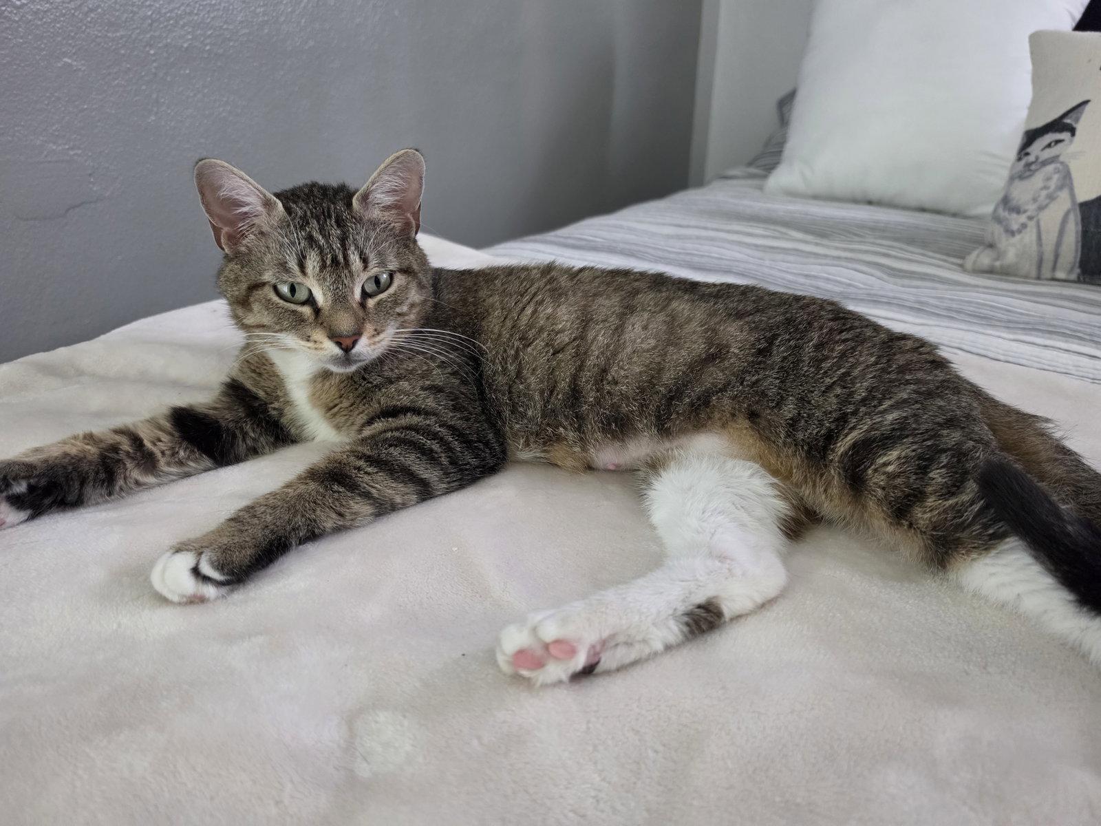 Enlarge Frannie, a Adoptable Domestic Short Hair in Lake Saint Louis, MO image 2/3