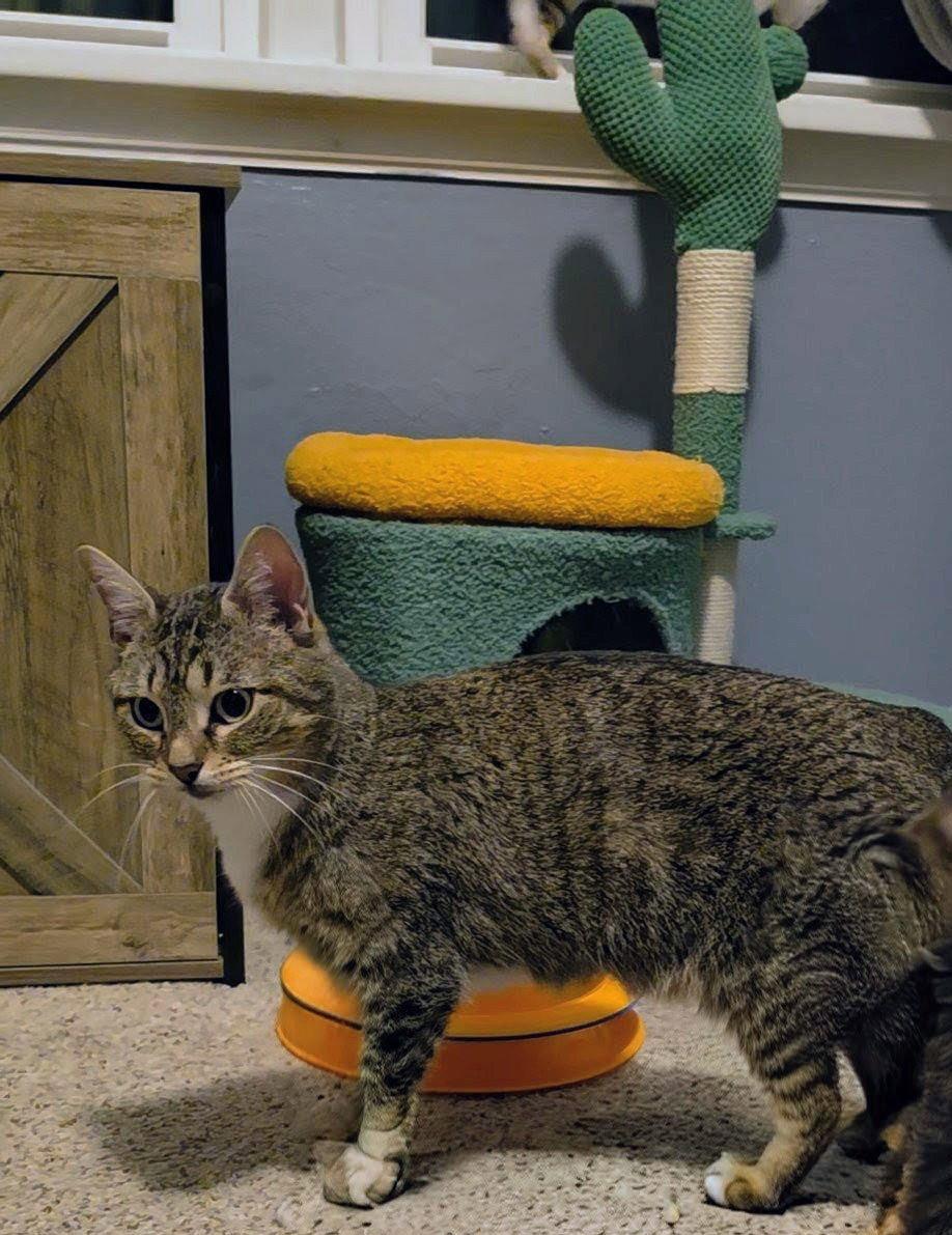 Enlarge Frannie, a Adoptable Domestic Short Hair in Lake Saint Louis, MO image 3/3