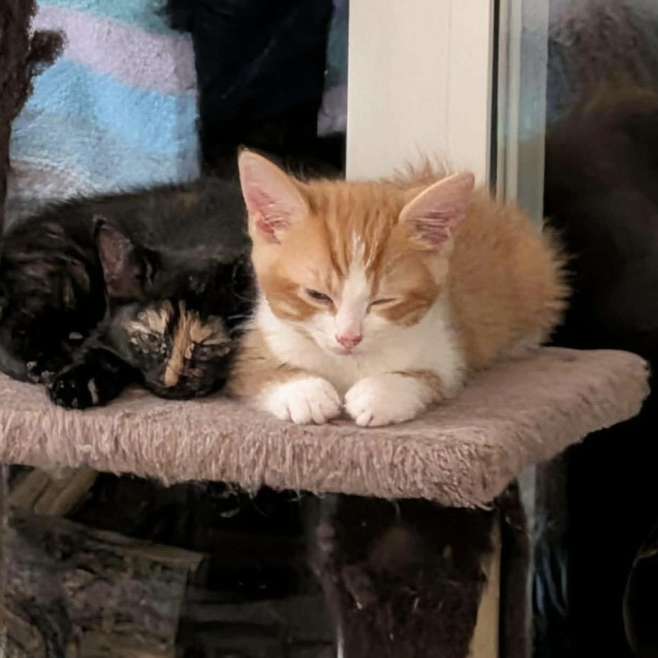 Mavrick, ADOPTABLE, Kitten Male Domestic Short Hair.
