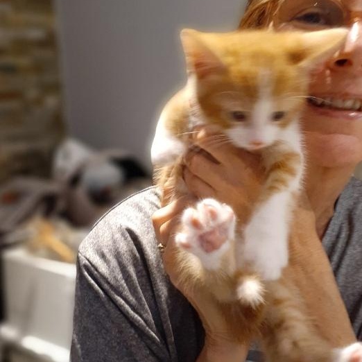 Mavrick, a ADOPTABLE Domestic Short Hair in Notre Dame de Grâce- Montreal, QC image 3/6