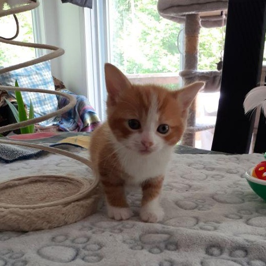 Mavrick, a ADOPTABLE Domestic Short Hair in Notre Dame de Grâce- Montreal, QC image 6/6