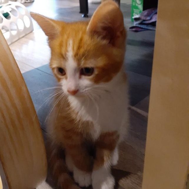 Mavrick, a ADOPTABLE Domestic Short Hair in Notre Dame de Grâce- Montreal, QC image 2/6