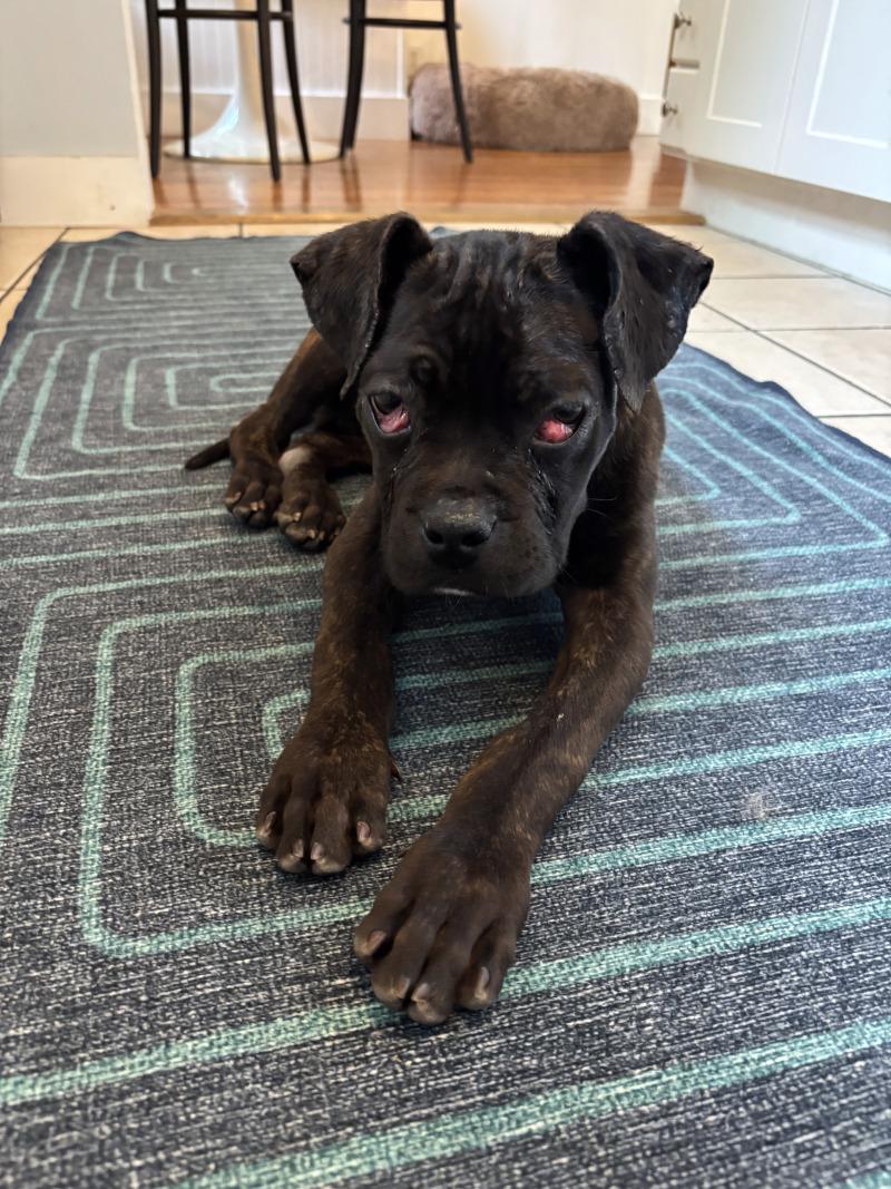 Enlarge Valentina, a Adoptable Cane Corso in Valley Village, CA image 1/4