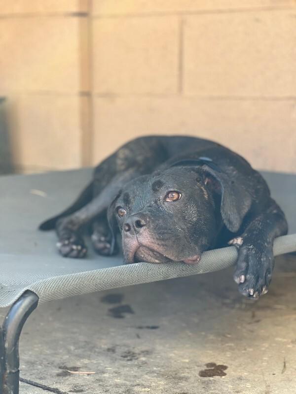Valentina, Adoptable, Young Female Cane Corso.