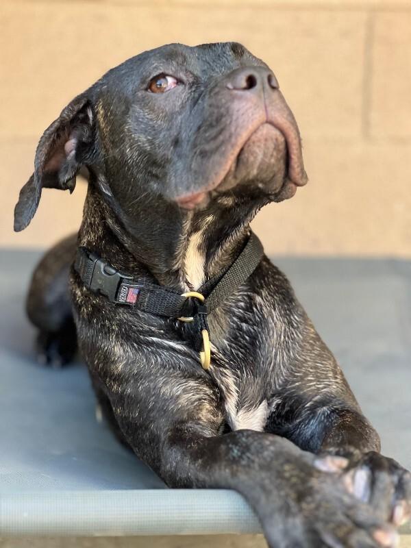 Enlarge Valentina, a Adoptable Cane Corso in Valley Village, CA image 2/5
