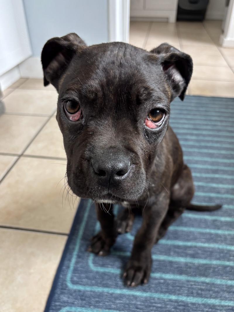 Valentina, Adoptable, Young Female Cane Corso.