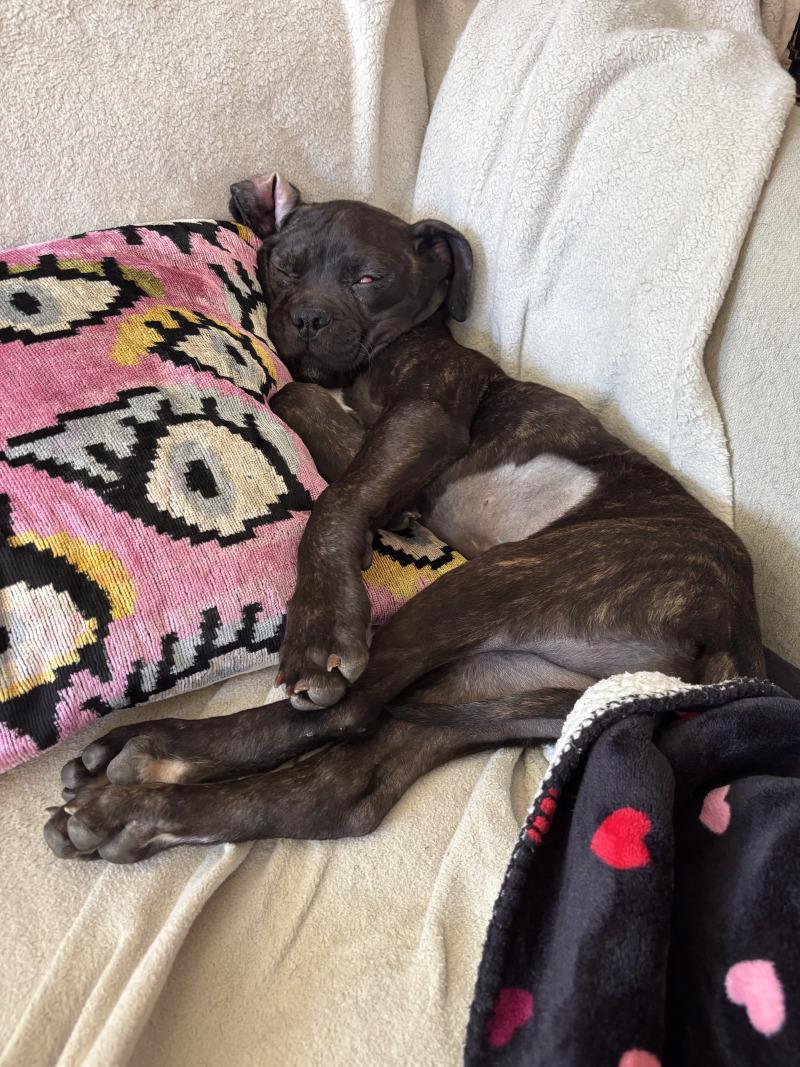 Enlarge Valentina, a Adoptable Cane Corso in Valley Village, CA image 3/4