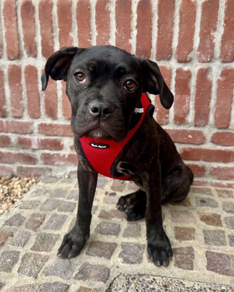 Valentina, a Adoptable Cane Corso in Valley Village, CA image 4/6