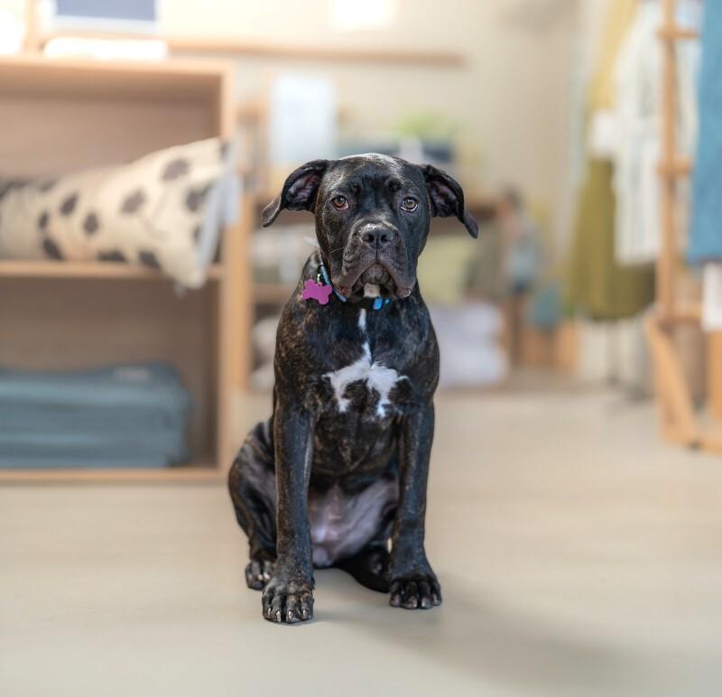 Enlarge Valentina, a Adoptable Cane Corso in Valley Village, CA image 3/6